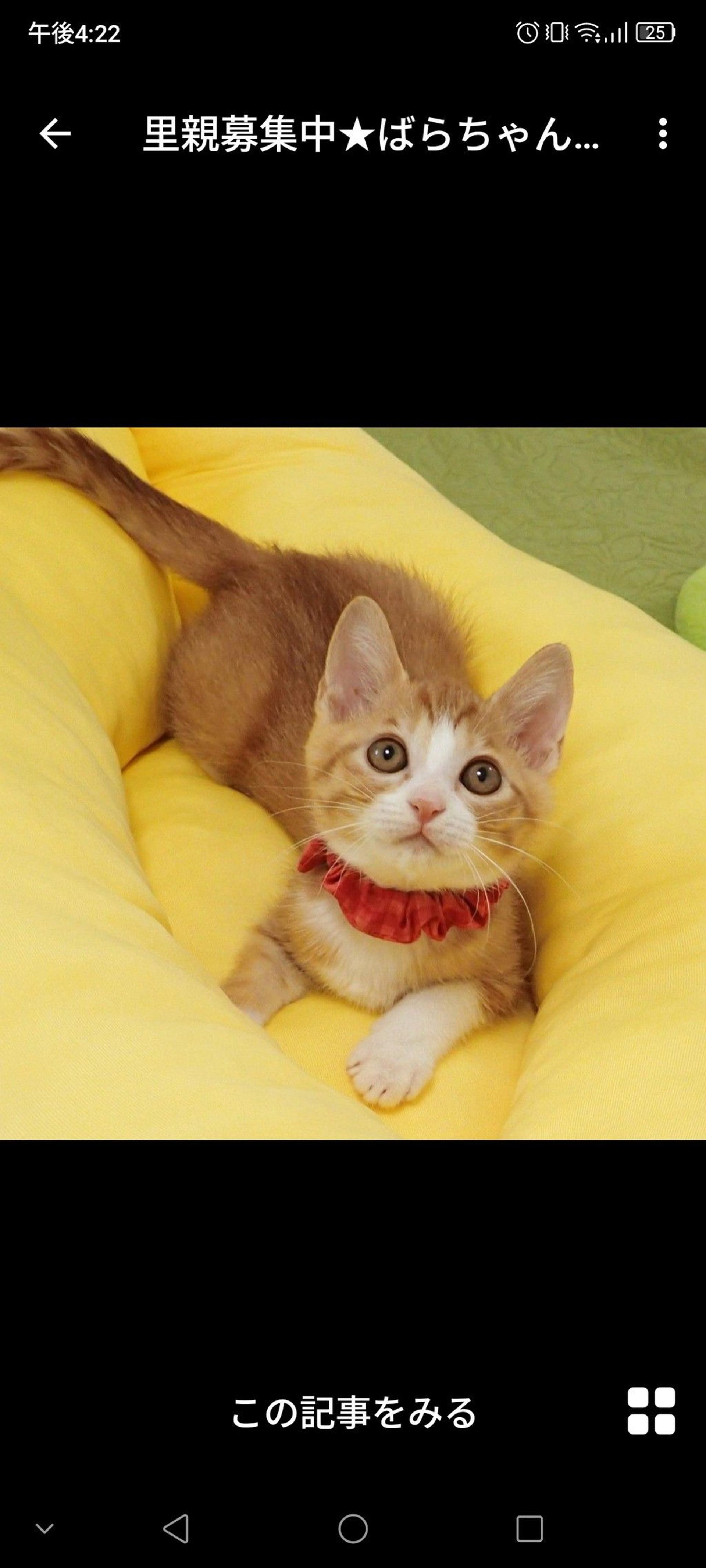 pet-image-2