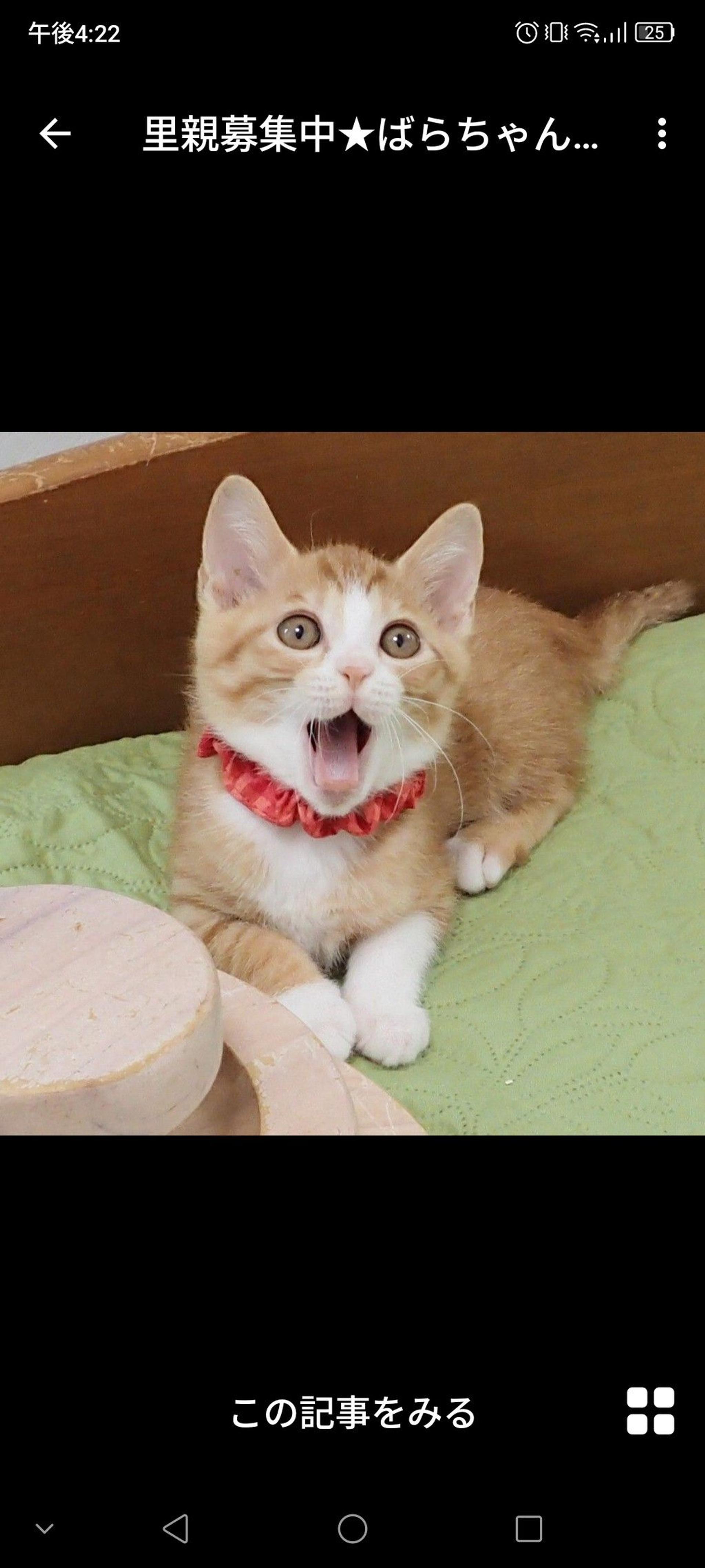 pet-image-3