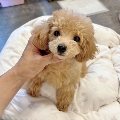 ビスケット