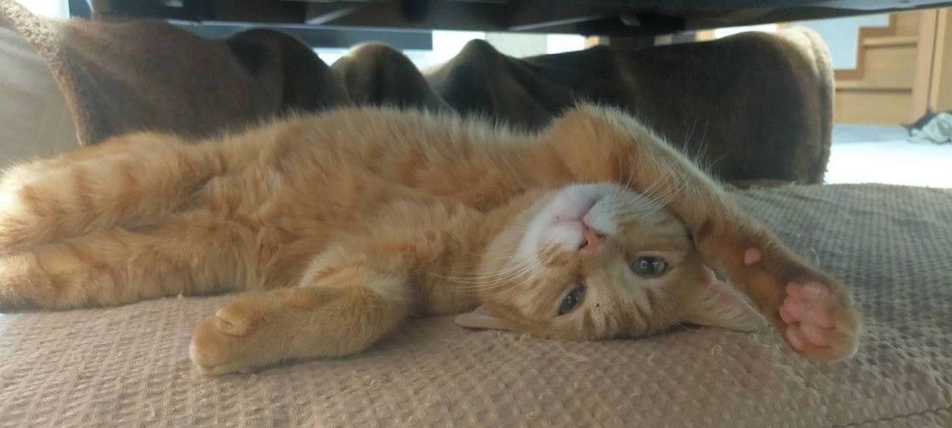 雑種（ミックス猫）・オスの里親募集の写真