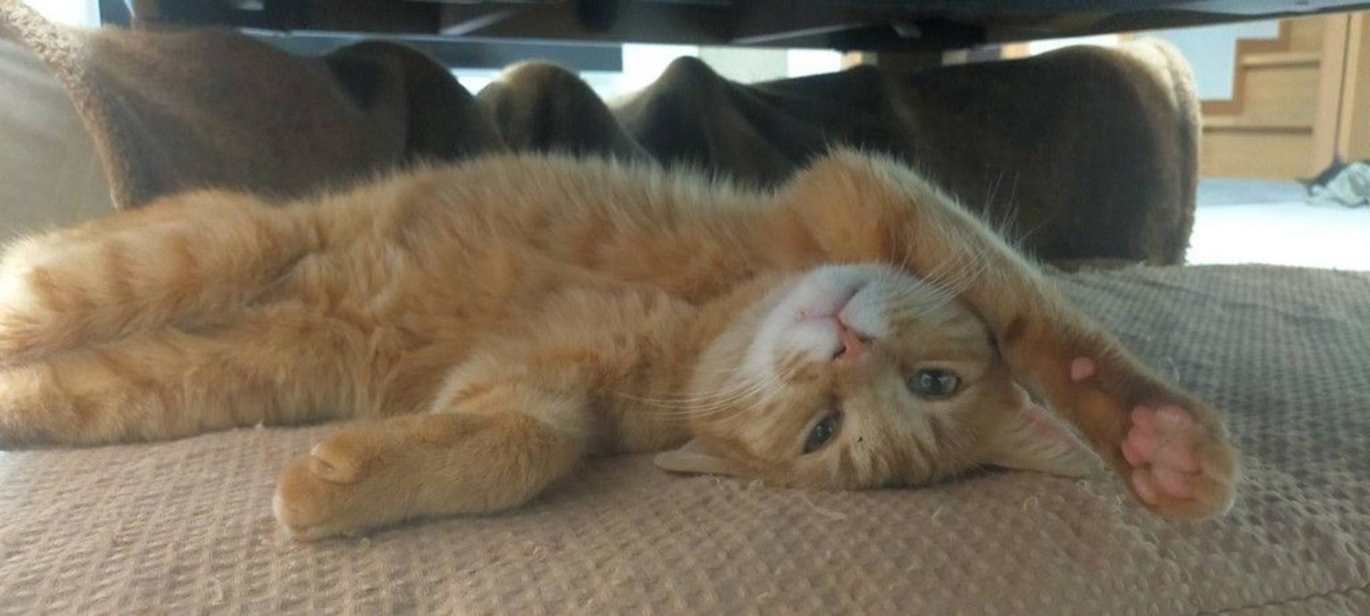 雑種（ミックス猫）・オスの里親募集の写真