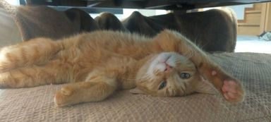 ミネオラくん！