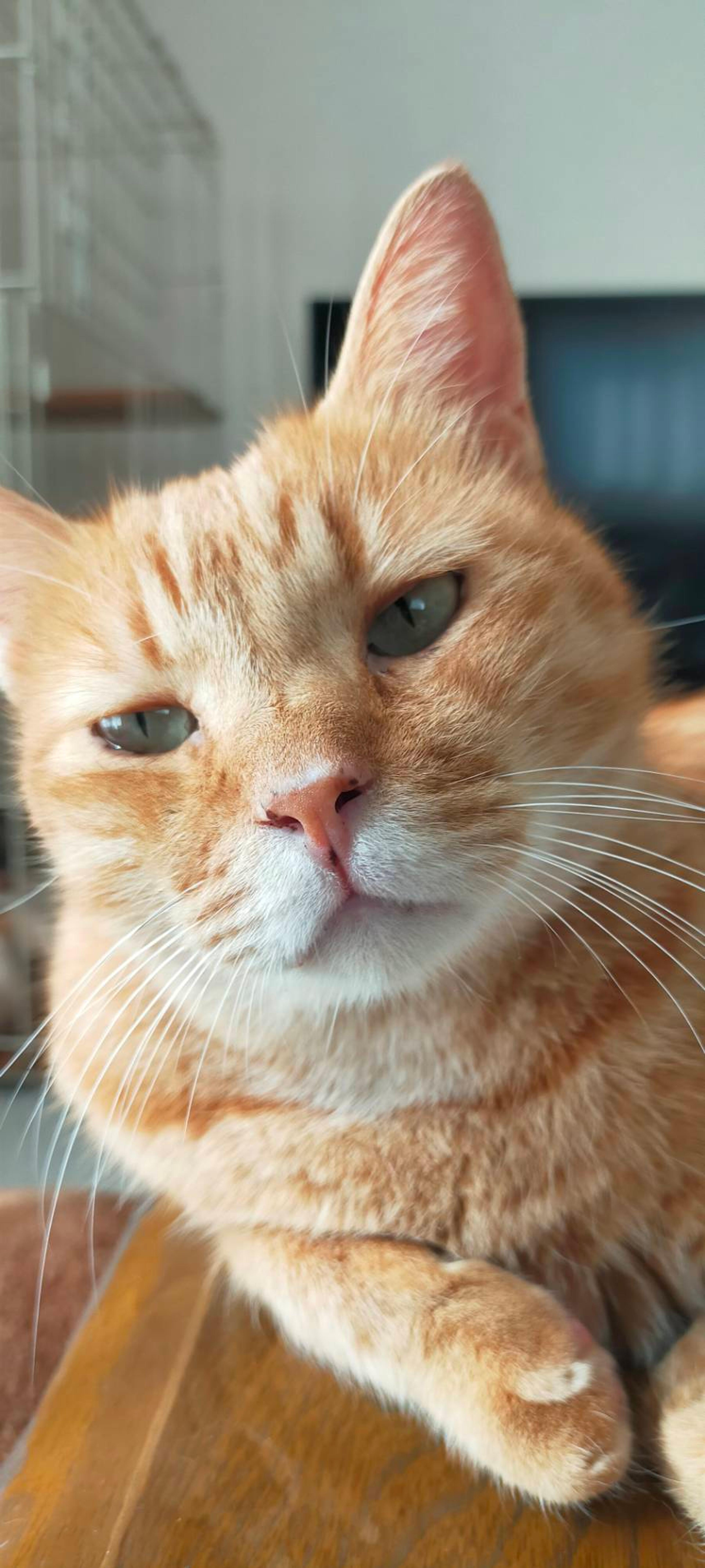 pet-image-2