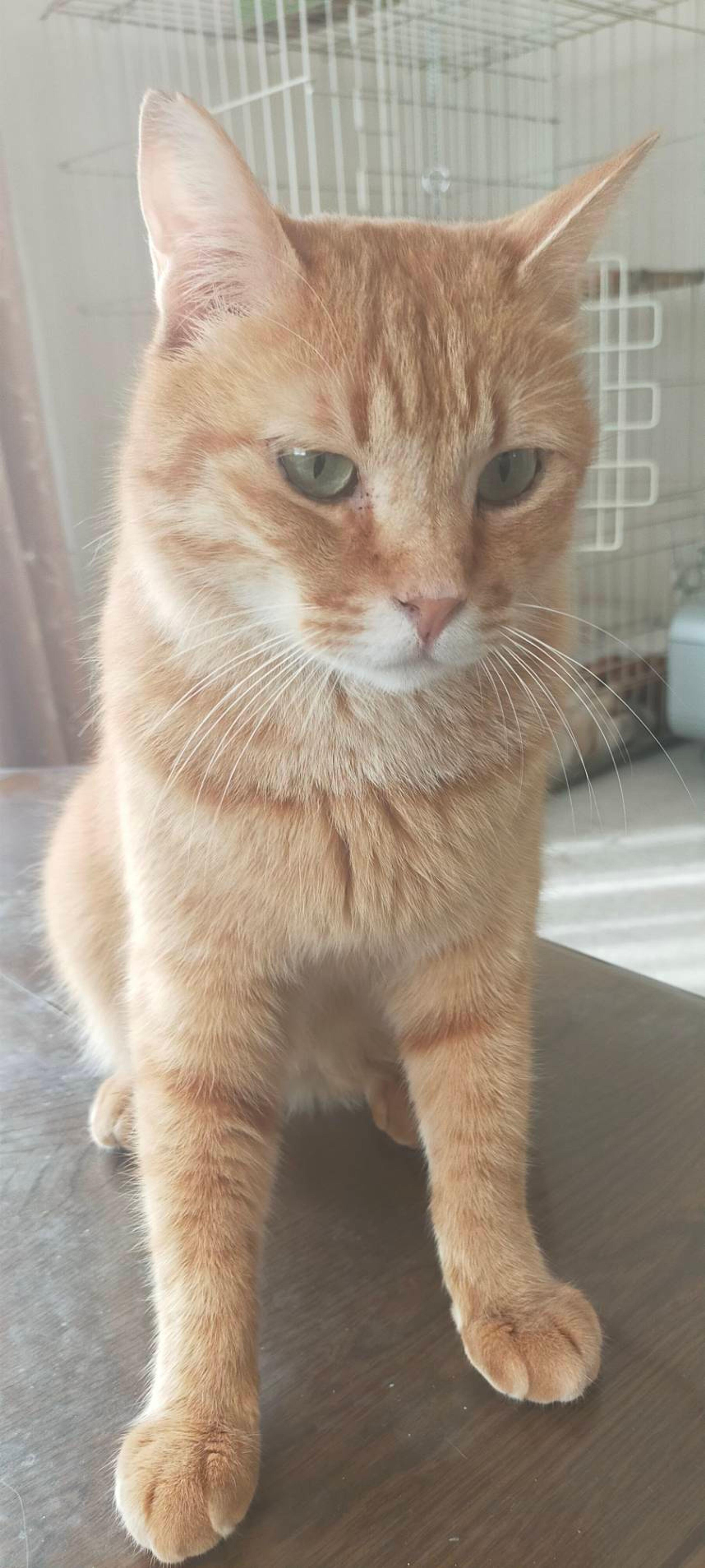 pet-image-5
