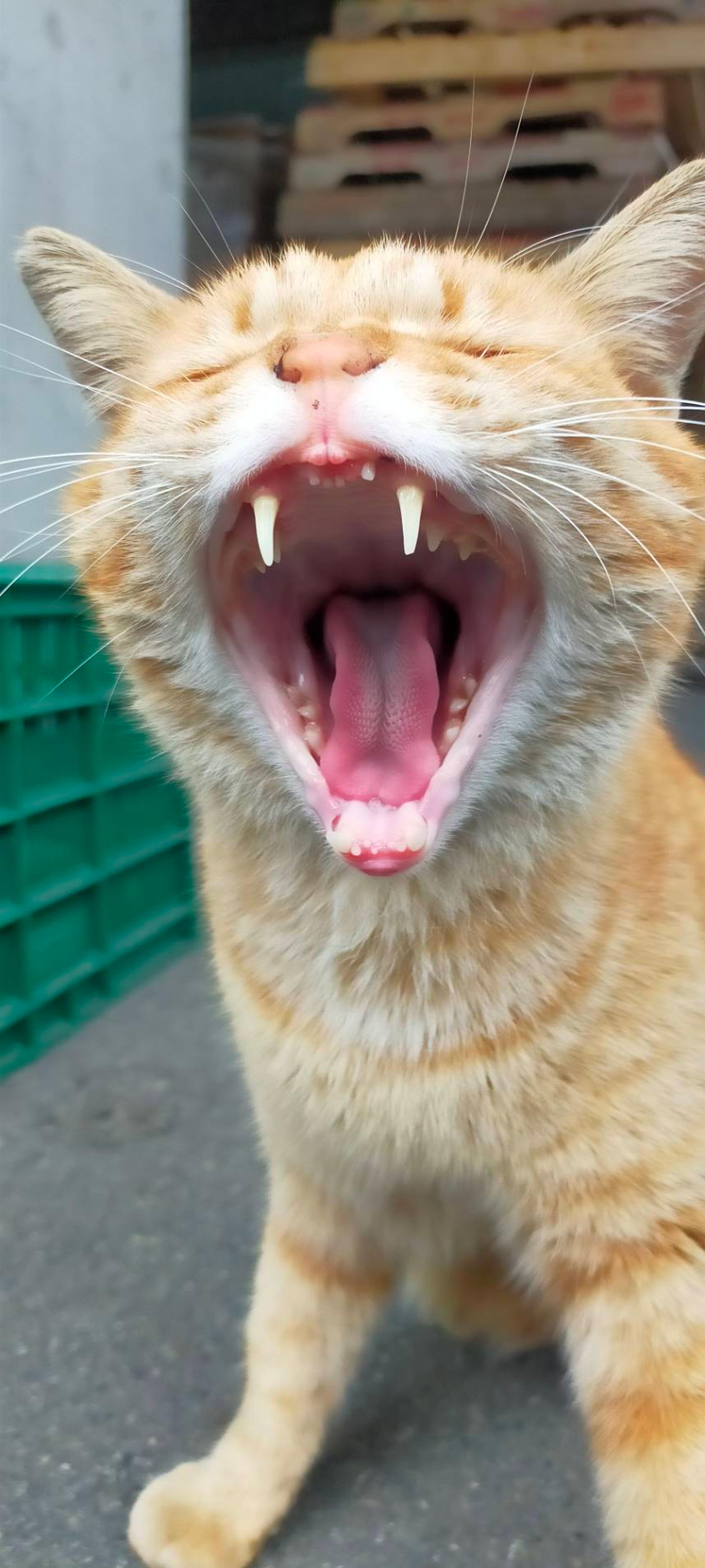 pet-image-9