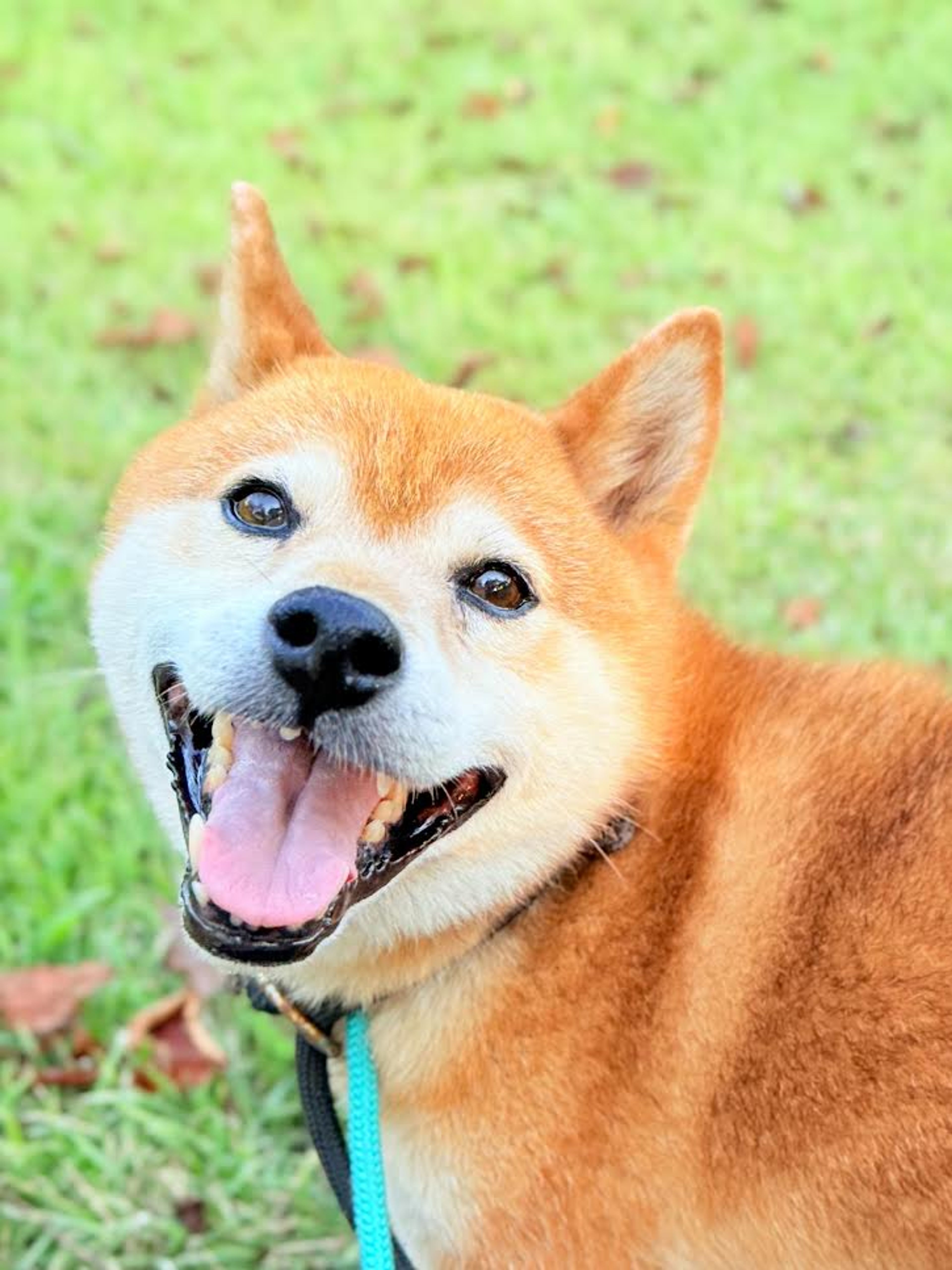 柴犬・オスの里親募集の写真