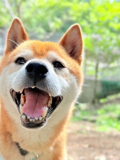 柴犬・オスの里親募集の写真