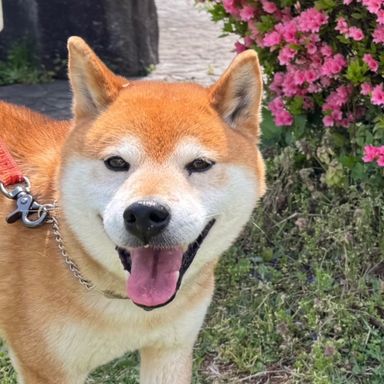 柴犬・オスの里親募集の写真