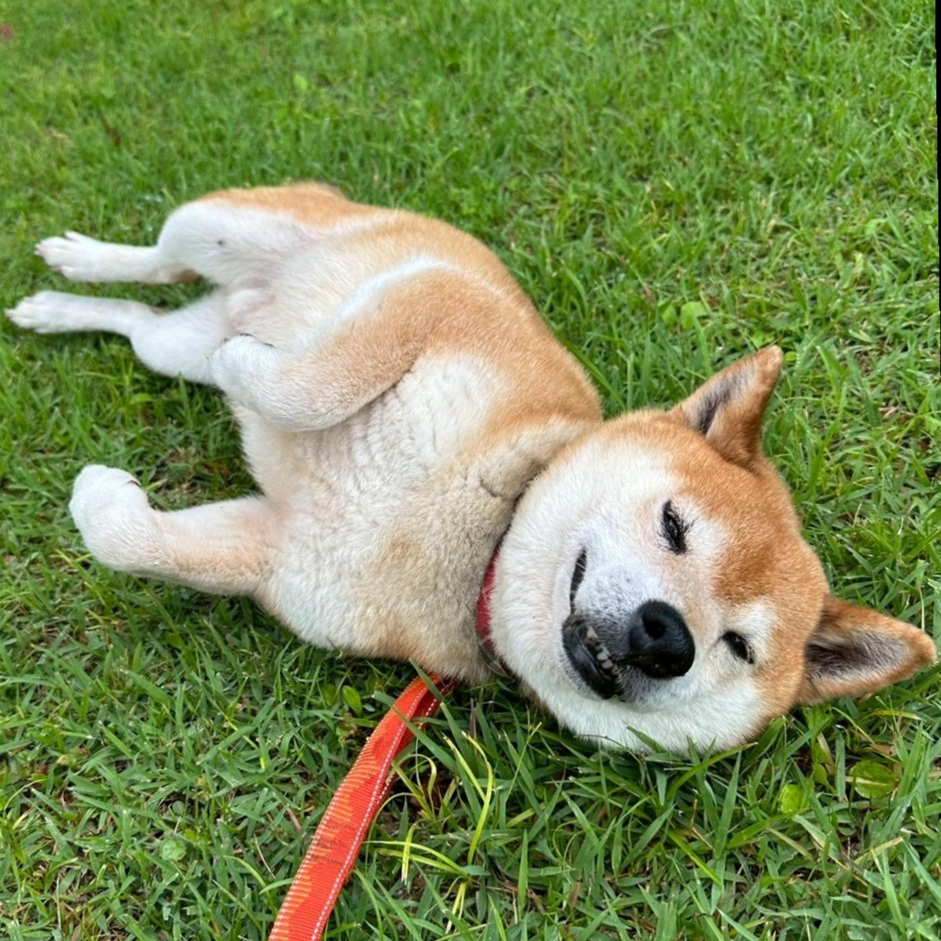 pet-image-3