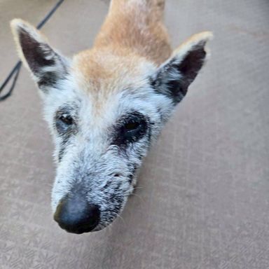 柴犬・メスの里親募集の写真