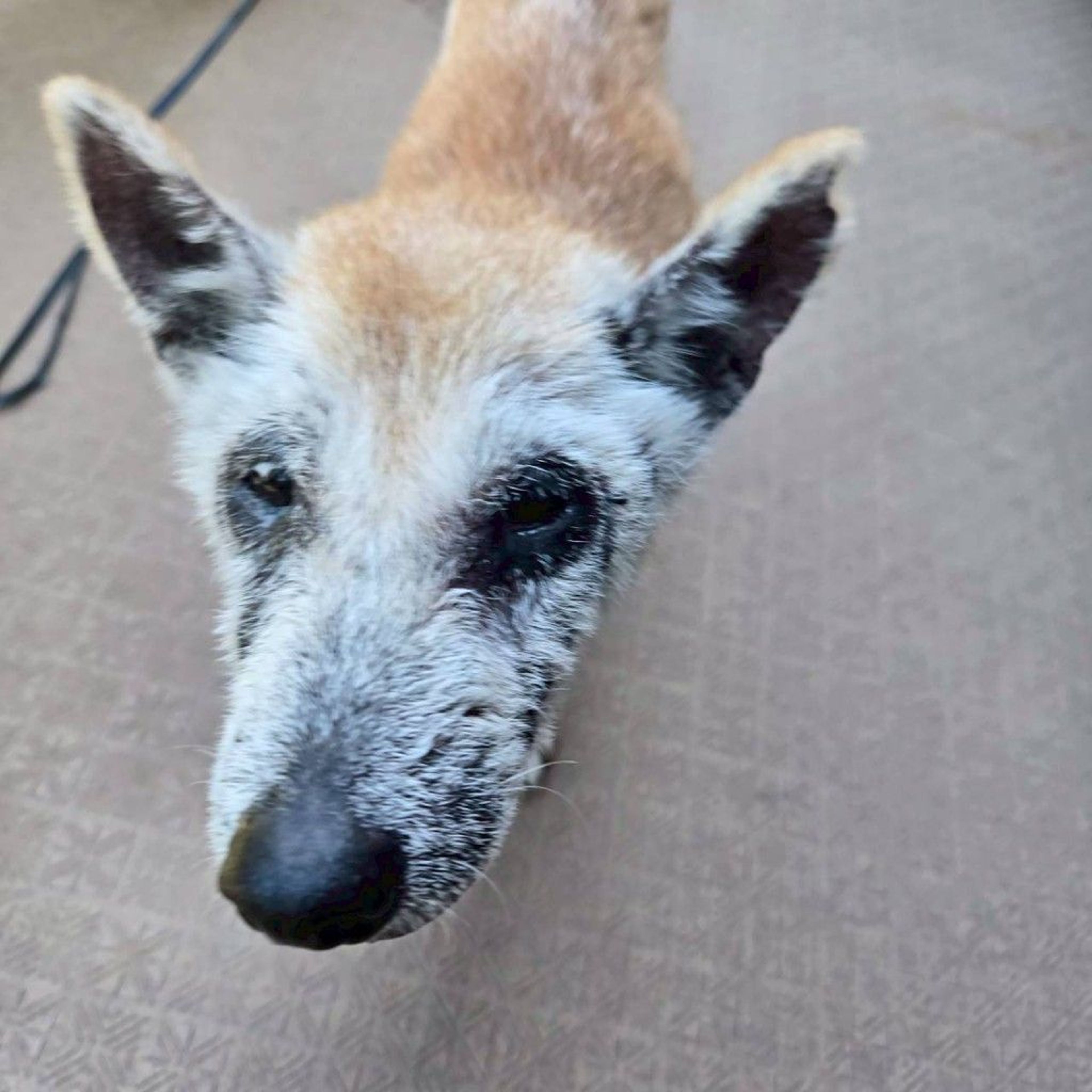 柴犬・メスの里親募集の写真