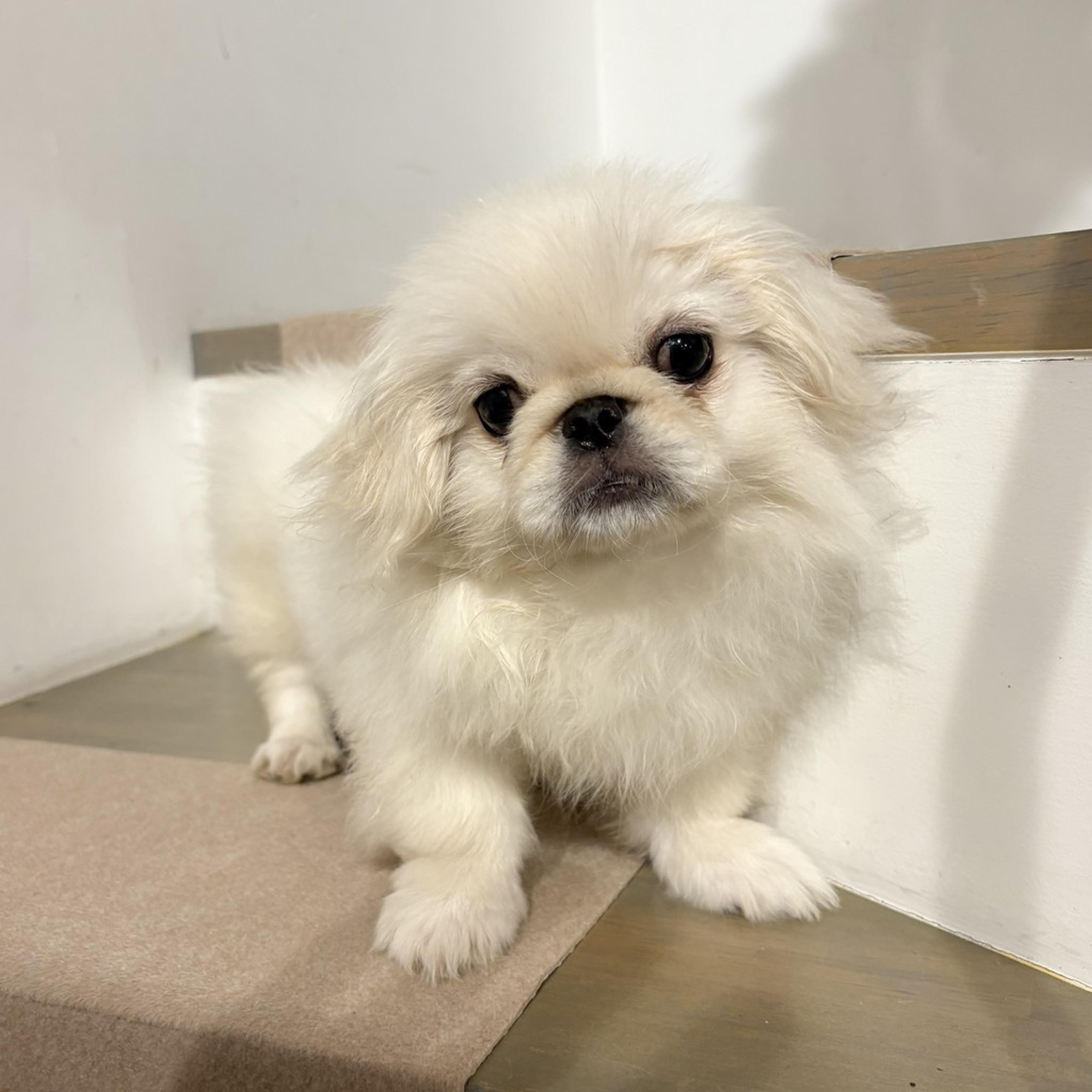 pet-image-2