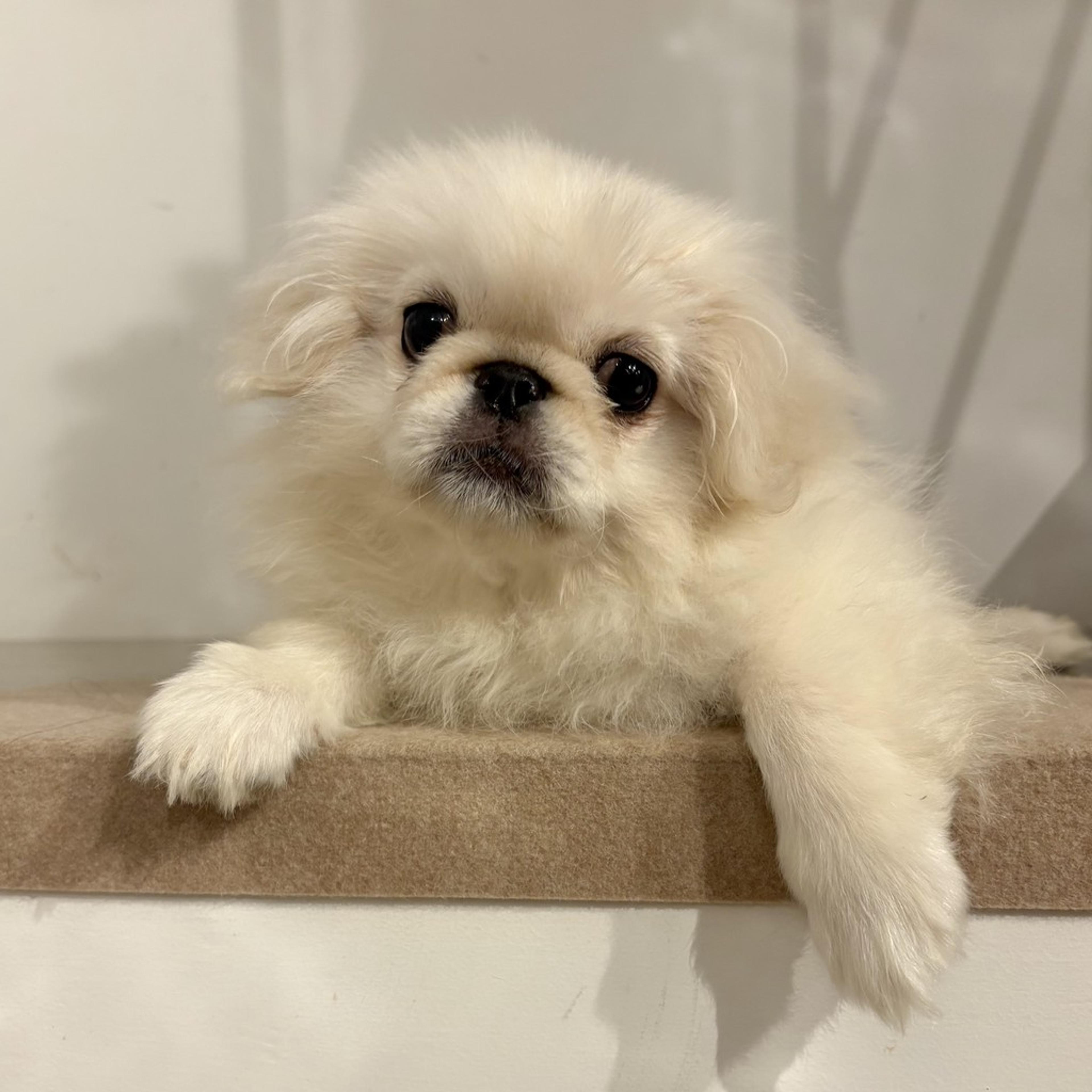 pet-image-3