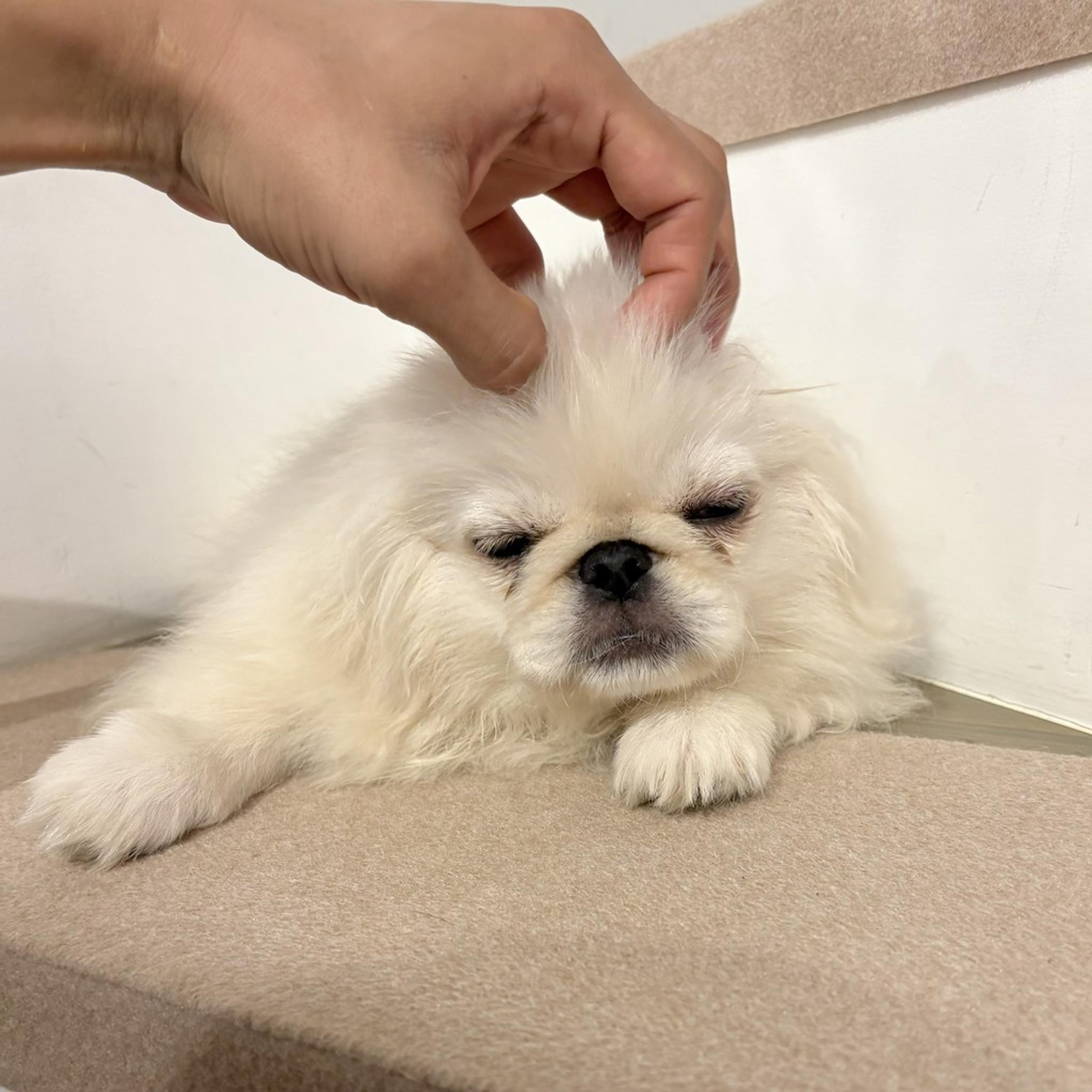 pet-image-4