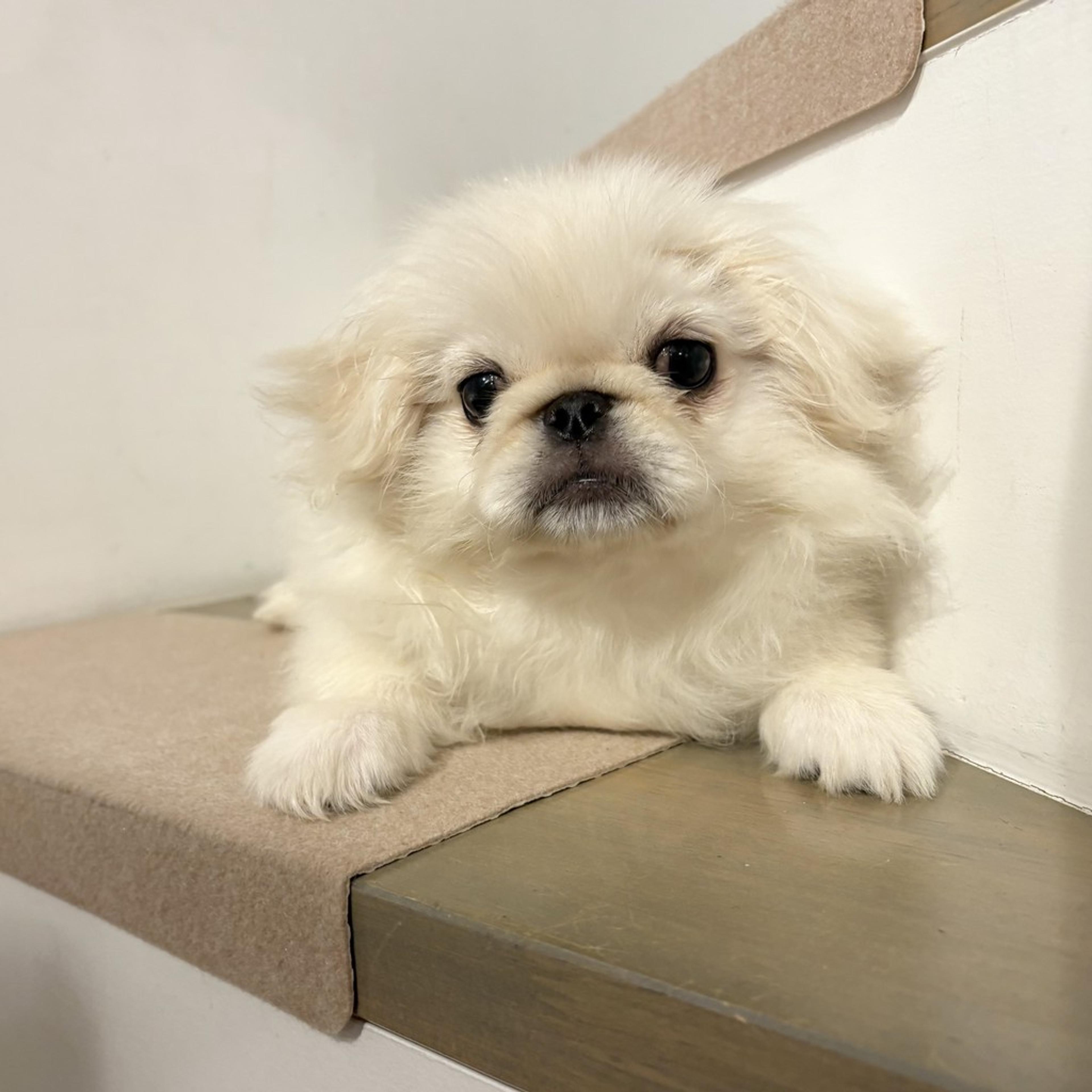 pet-image-5