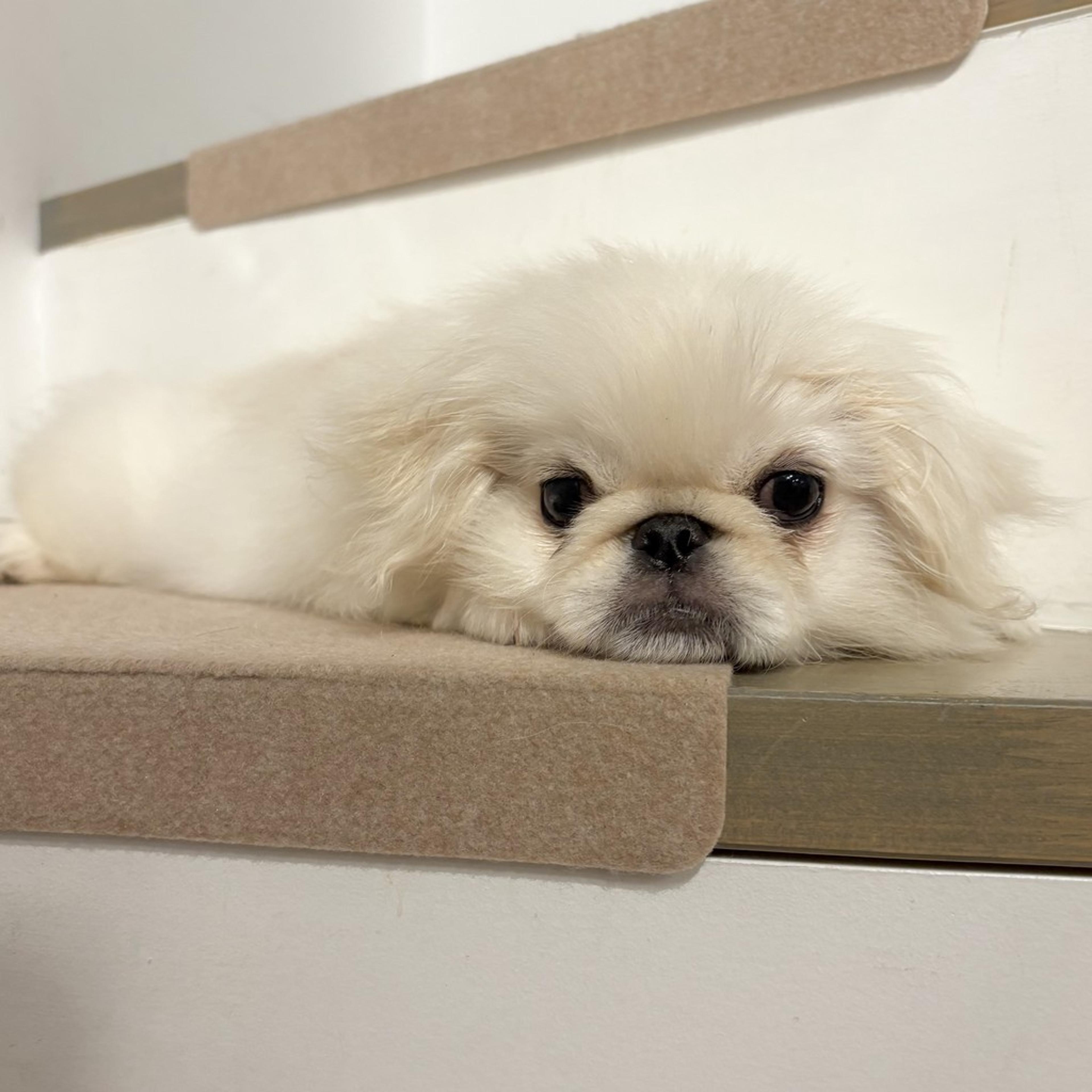 pet-image-6