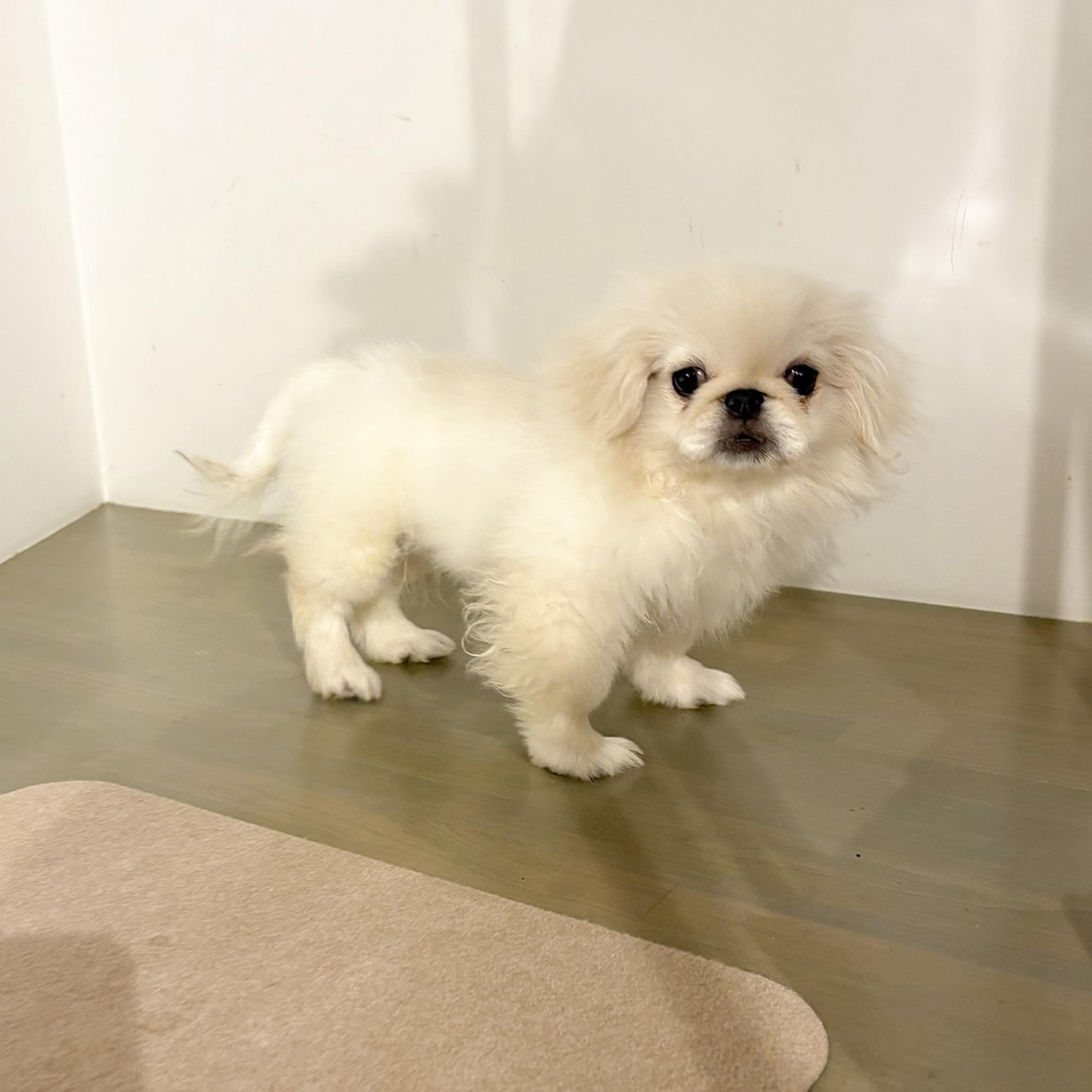 pet-image-7