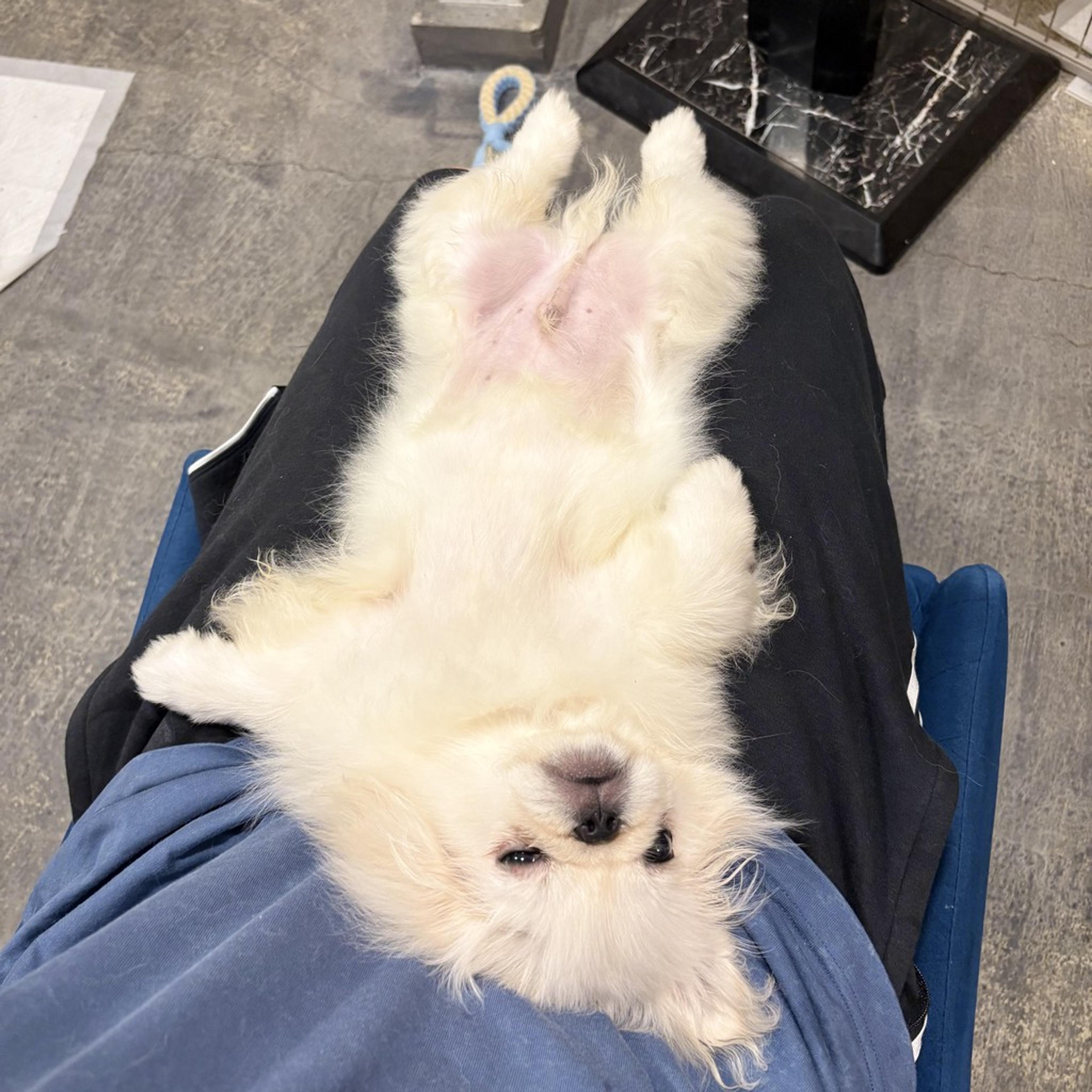 pet-image-8