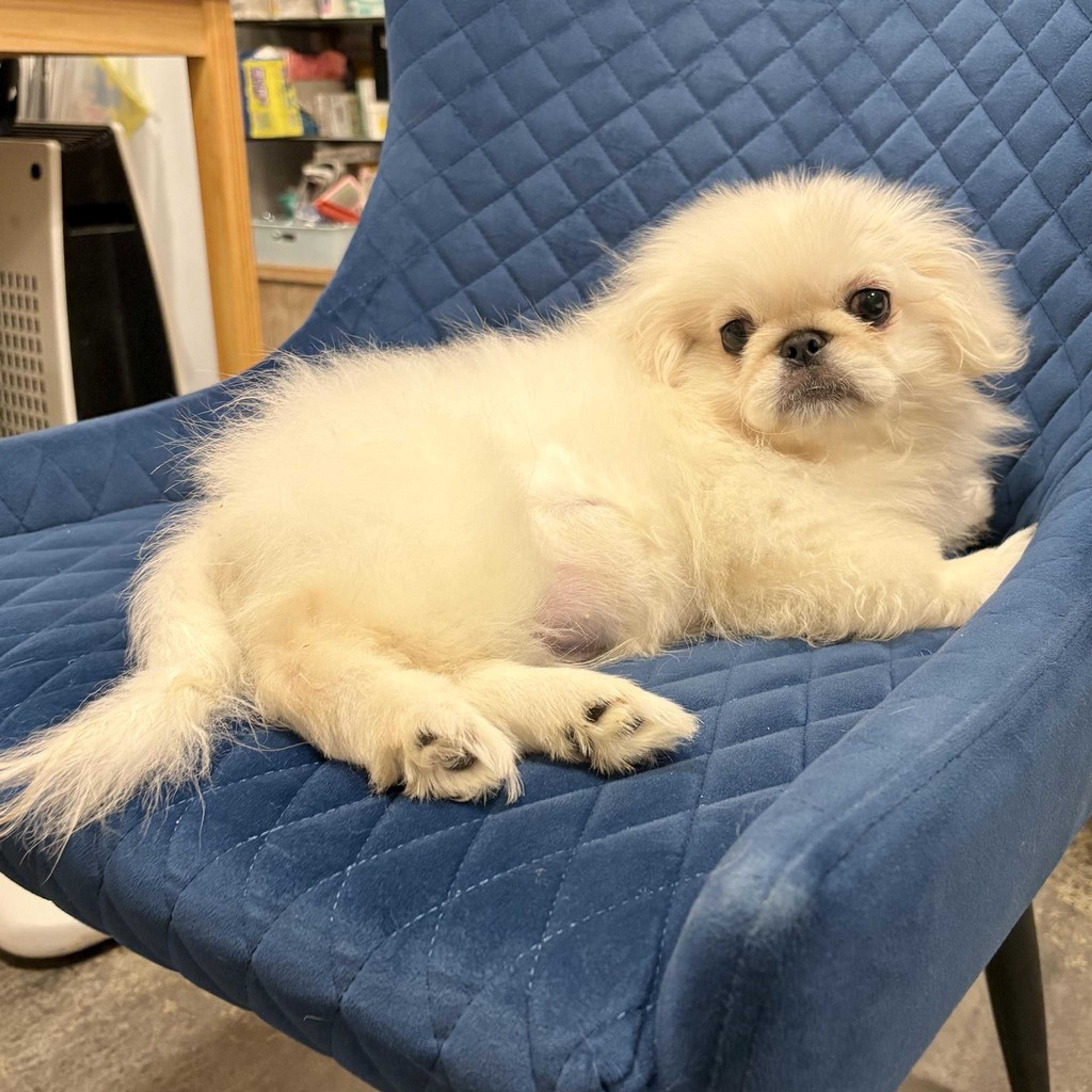 pet-image-9