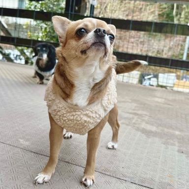 チワワ・メスの里親募集の写真