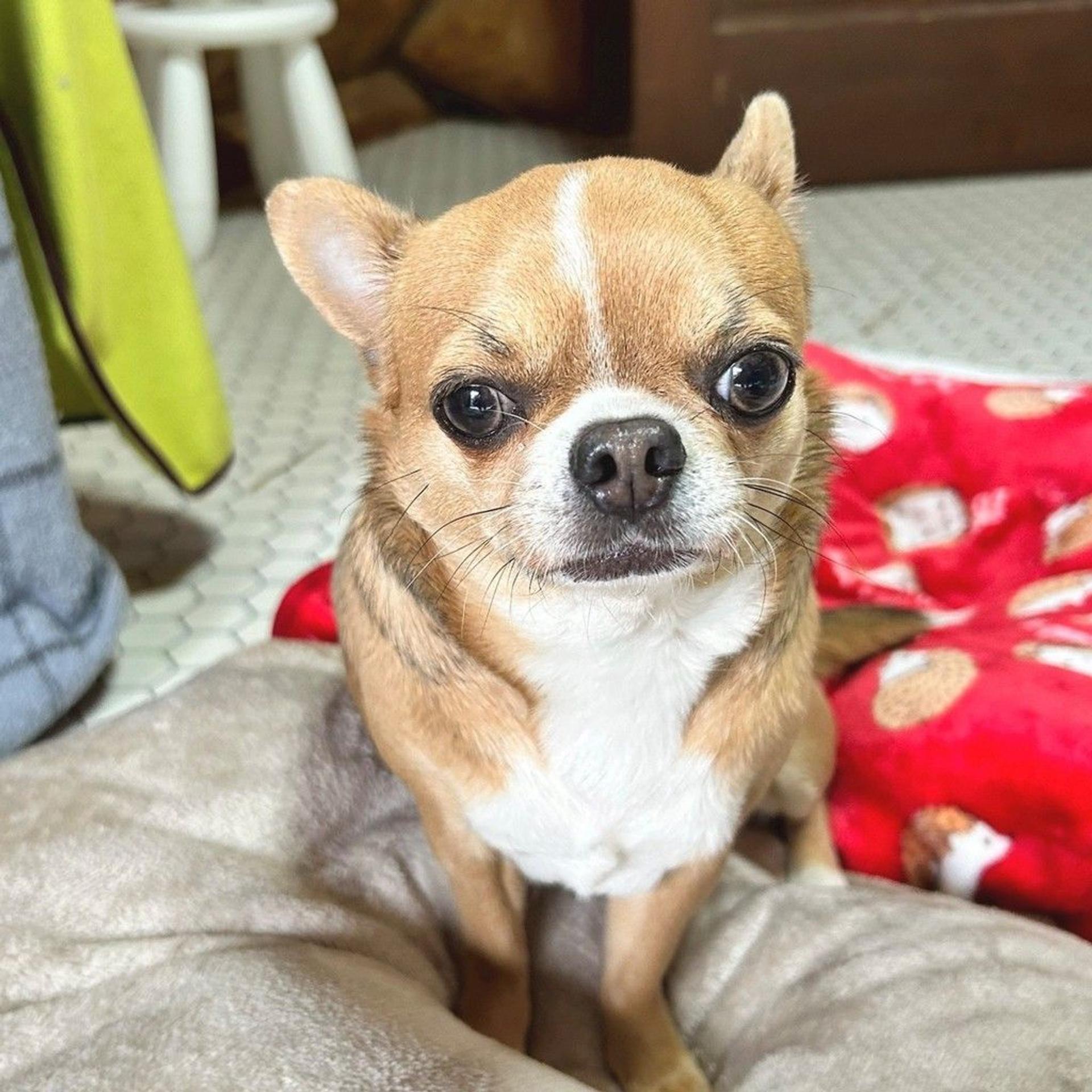 pet-image-2