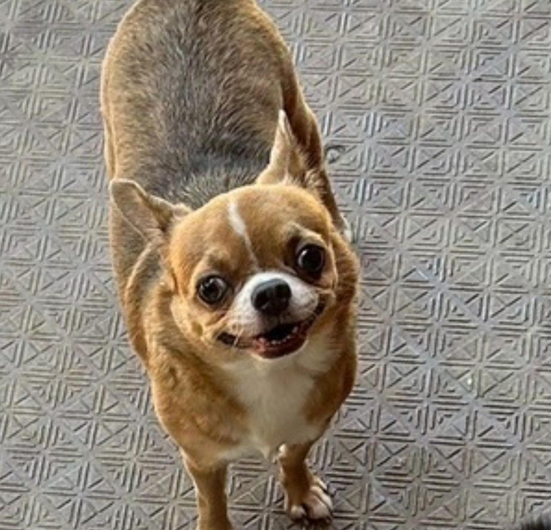 pet-image-5