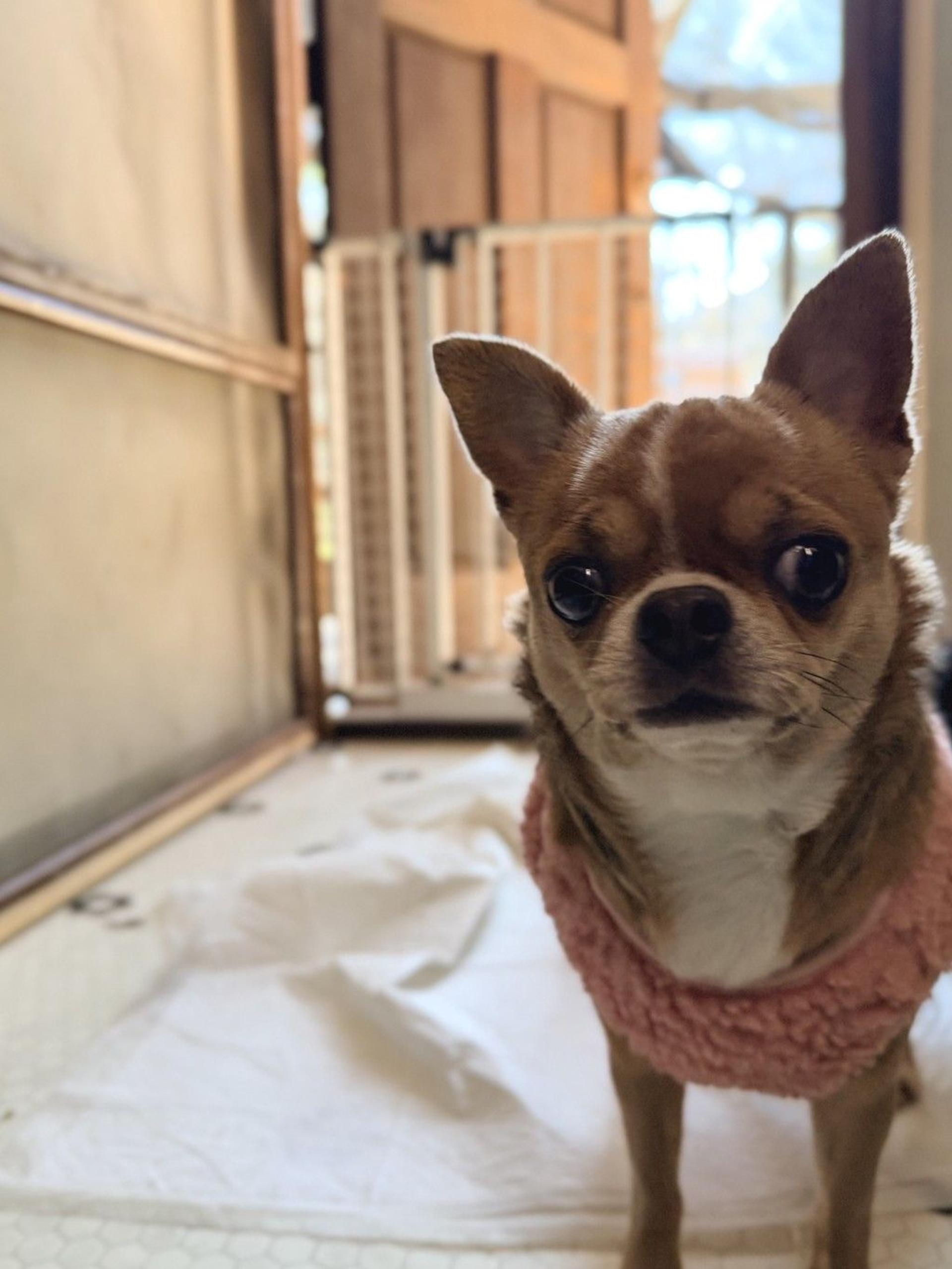 pet-image-6