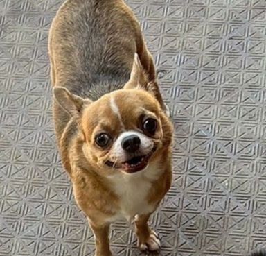 メリー