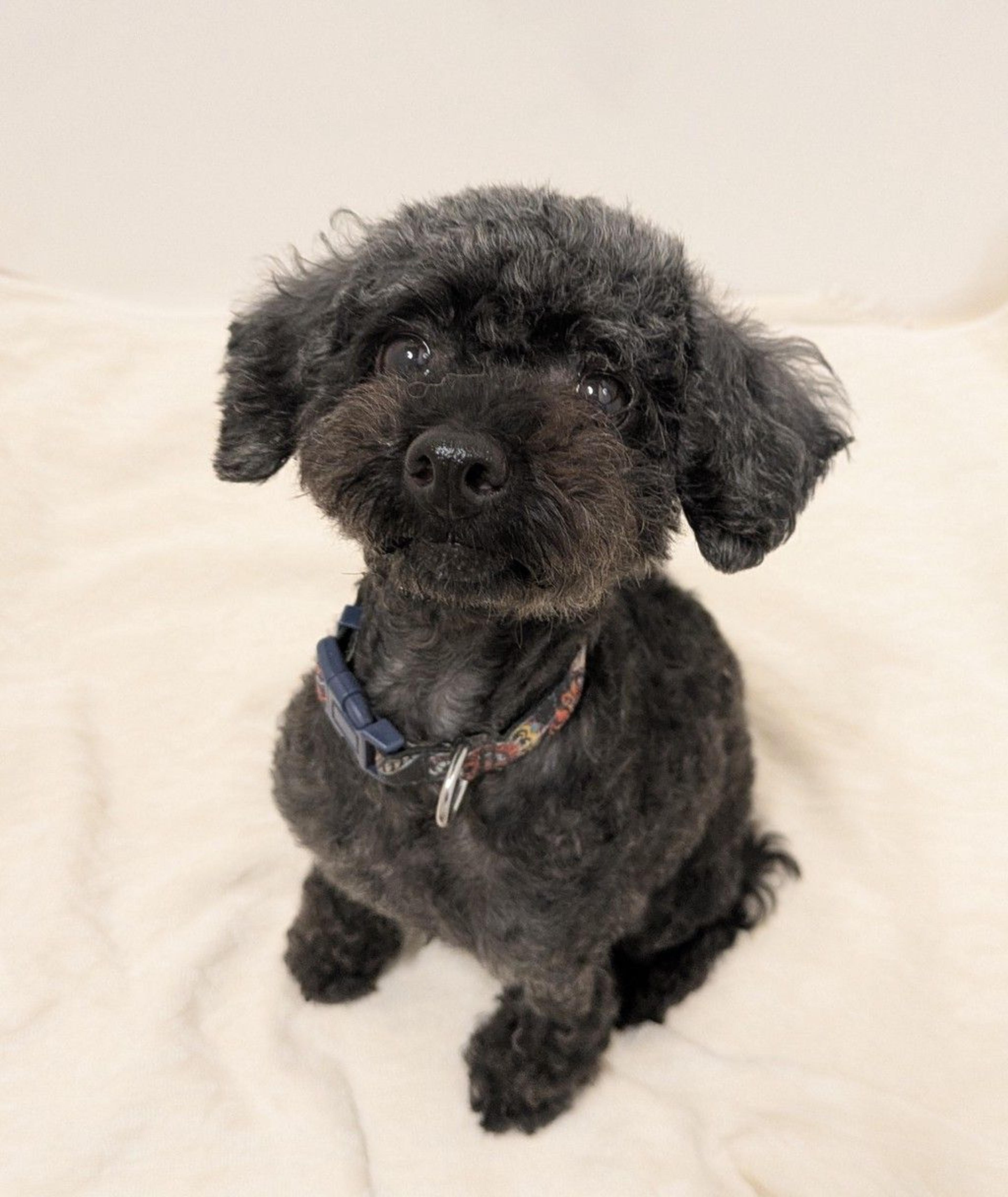 pet-image-2
