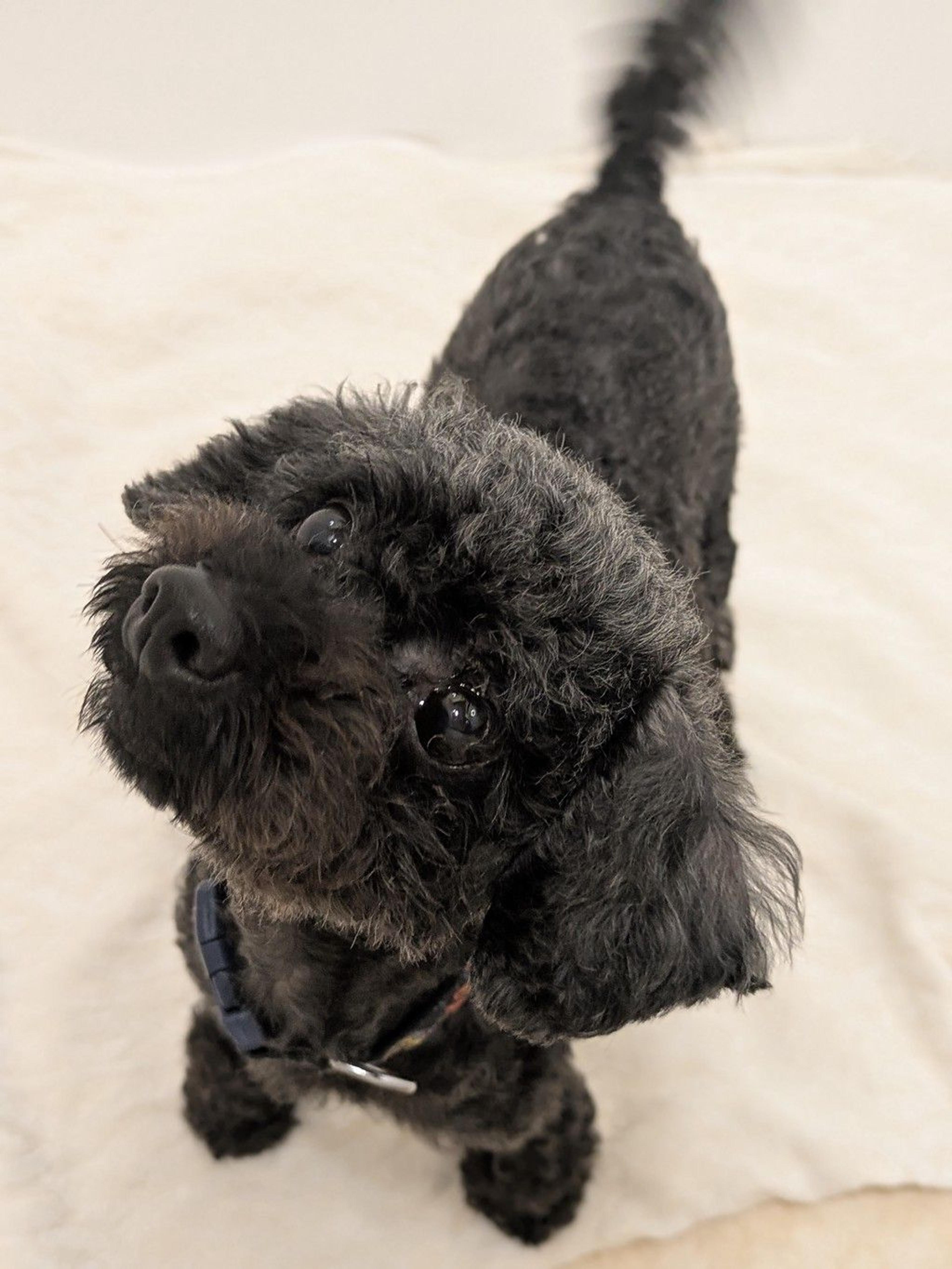 pet-image-3
