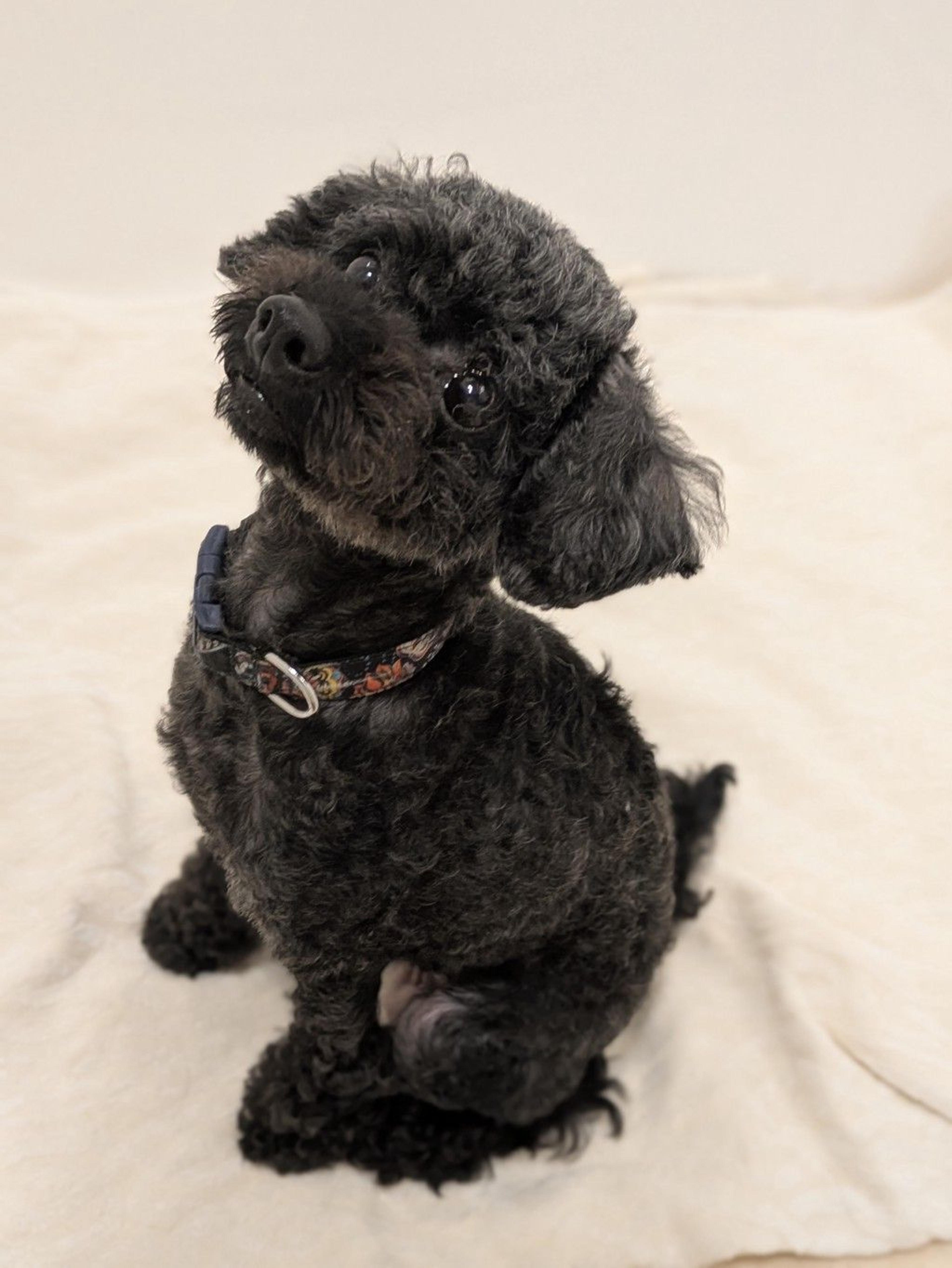 pet-image-4