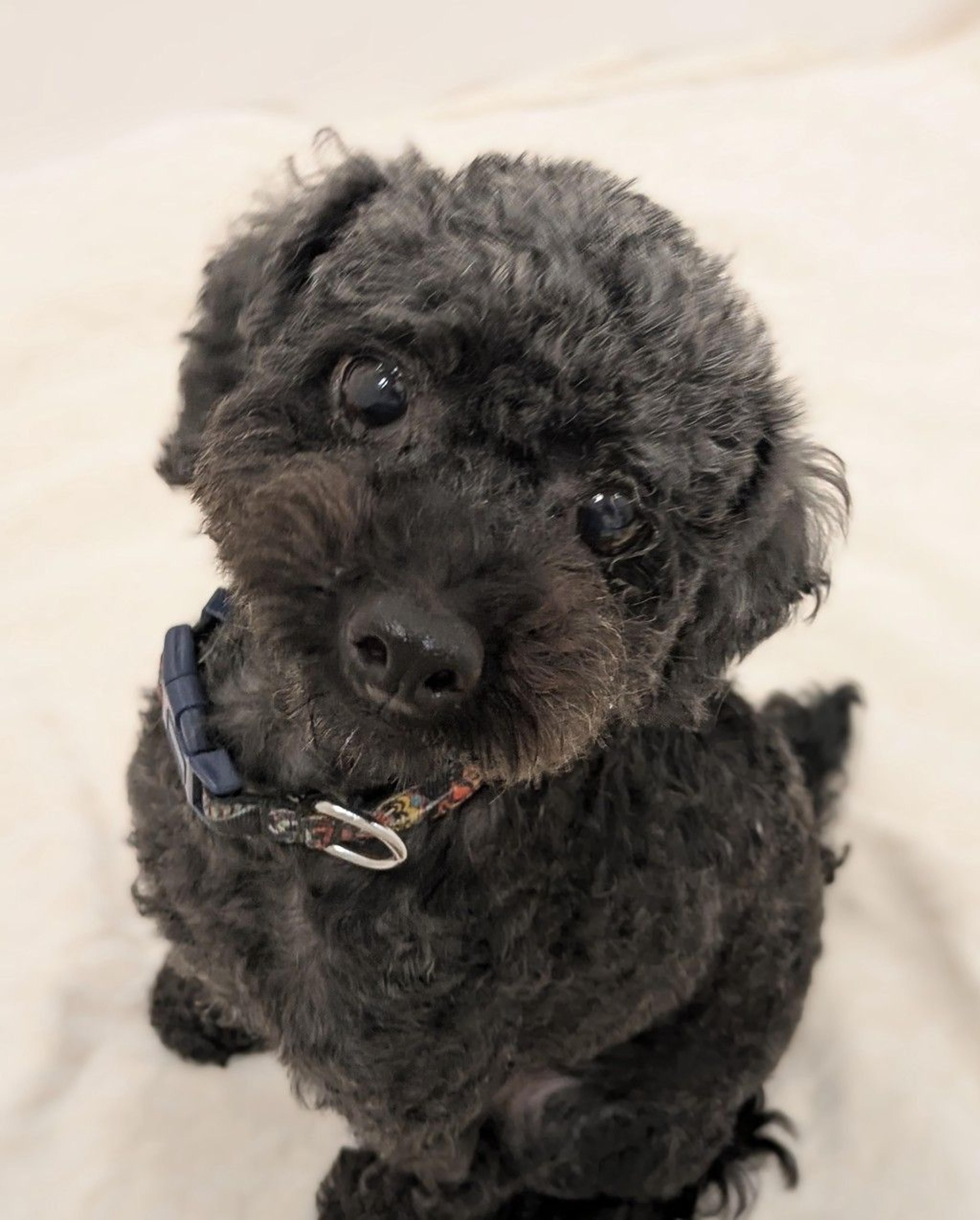 pet-image-5