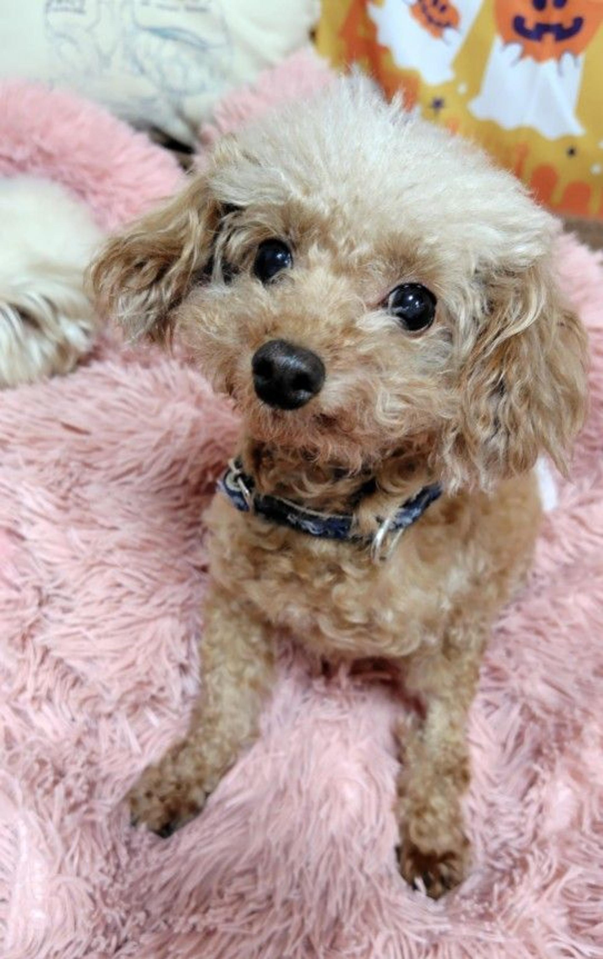 pet-image-2