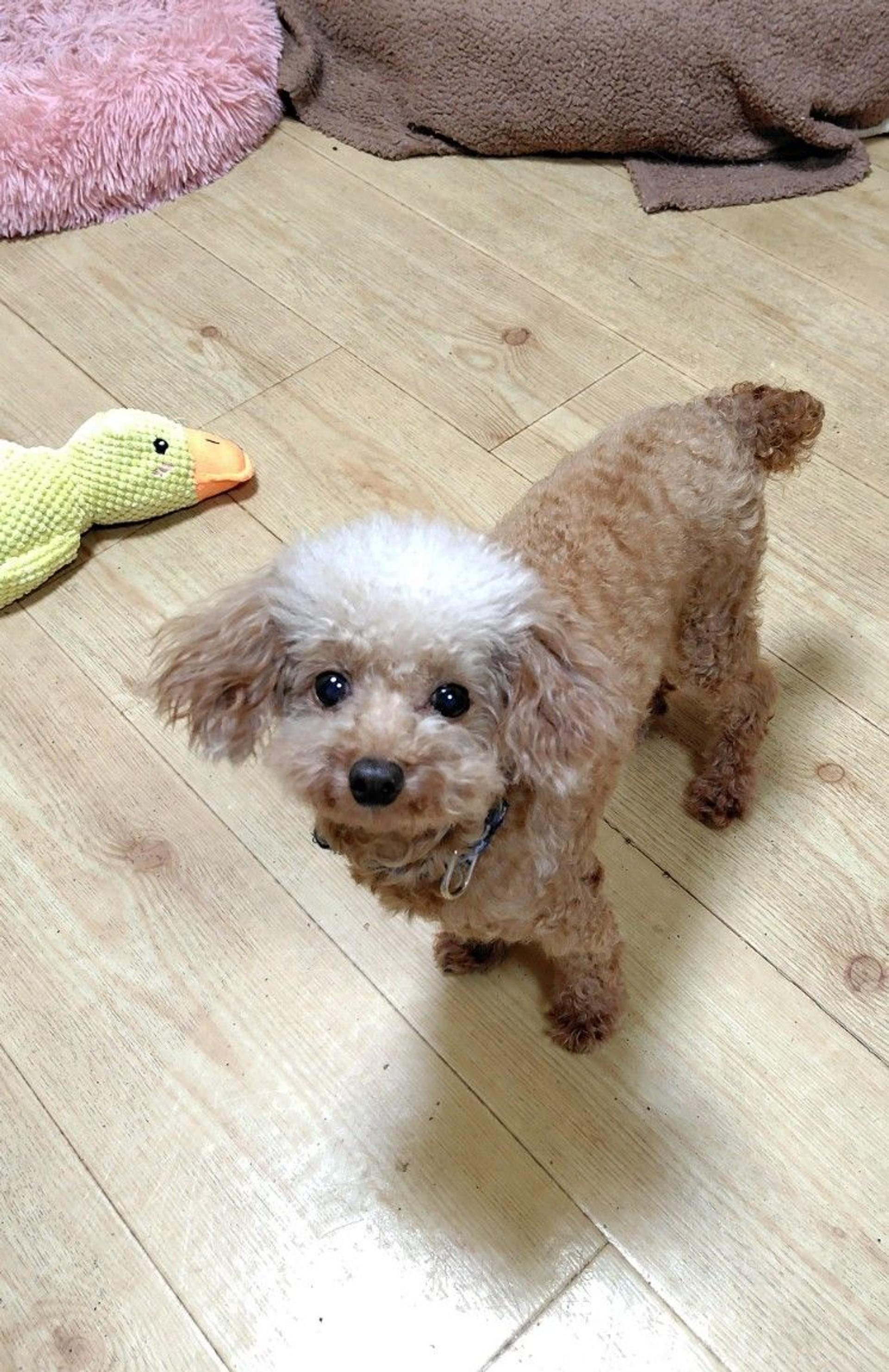 pet-image-3