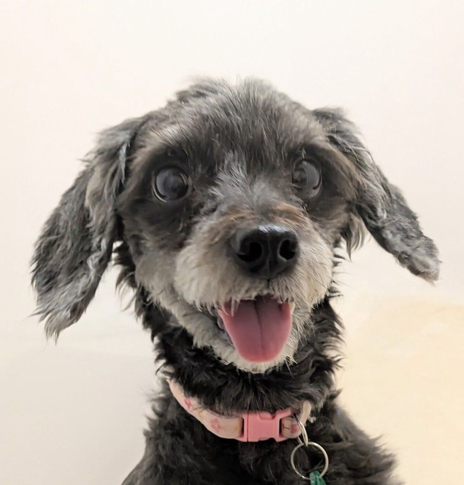 雑種（ミックス犬）・オスの里親募集の写真