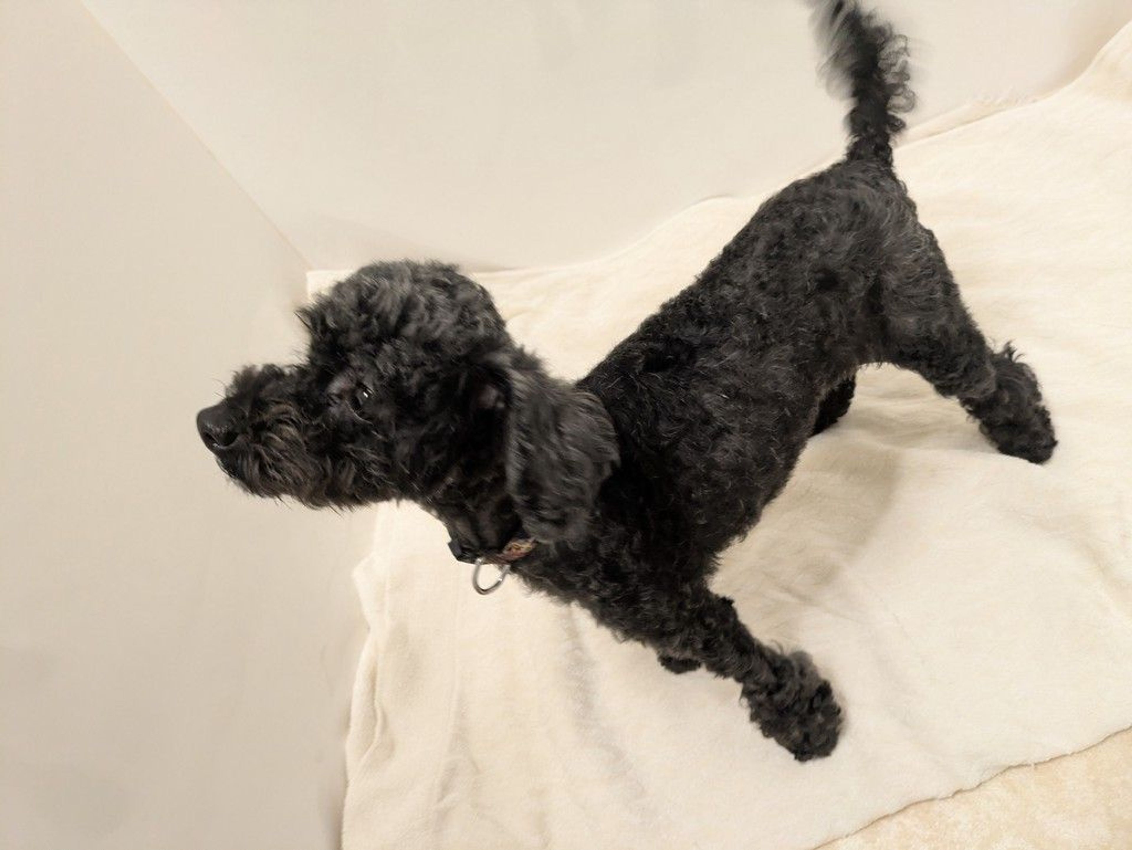 pet-image-7