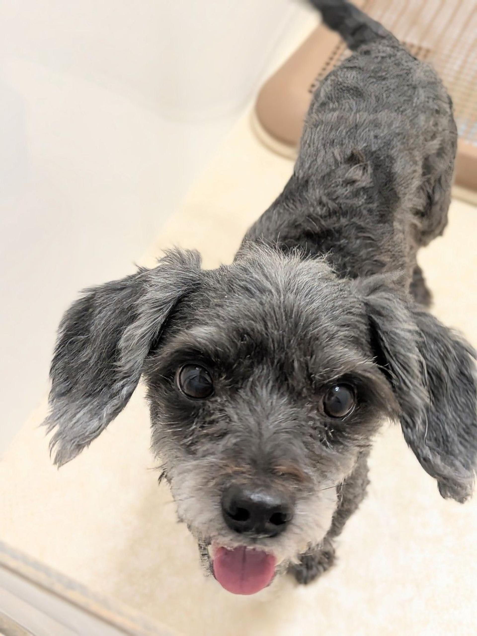 pet-image-3