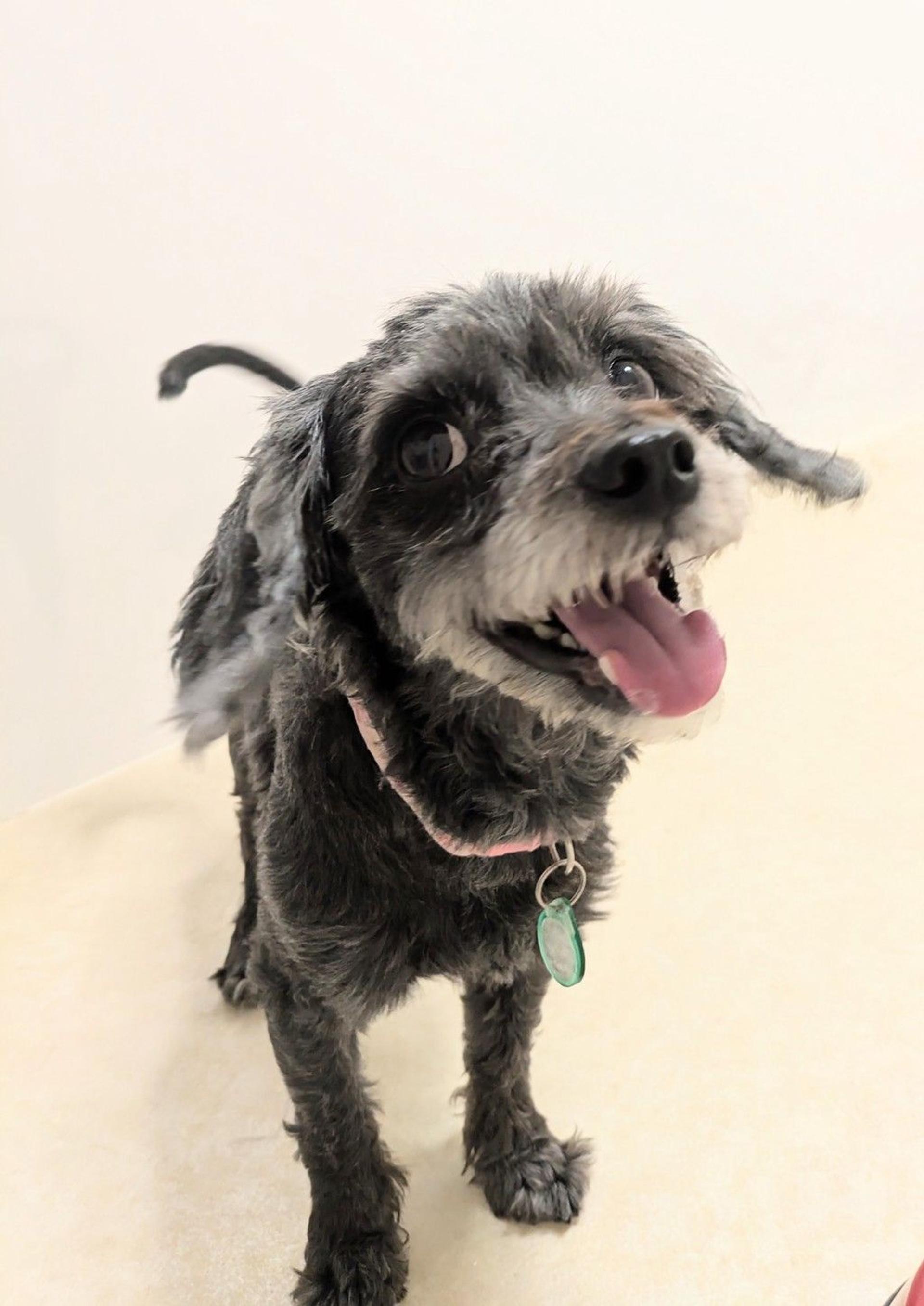 pet-image-2