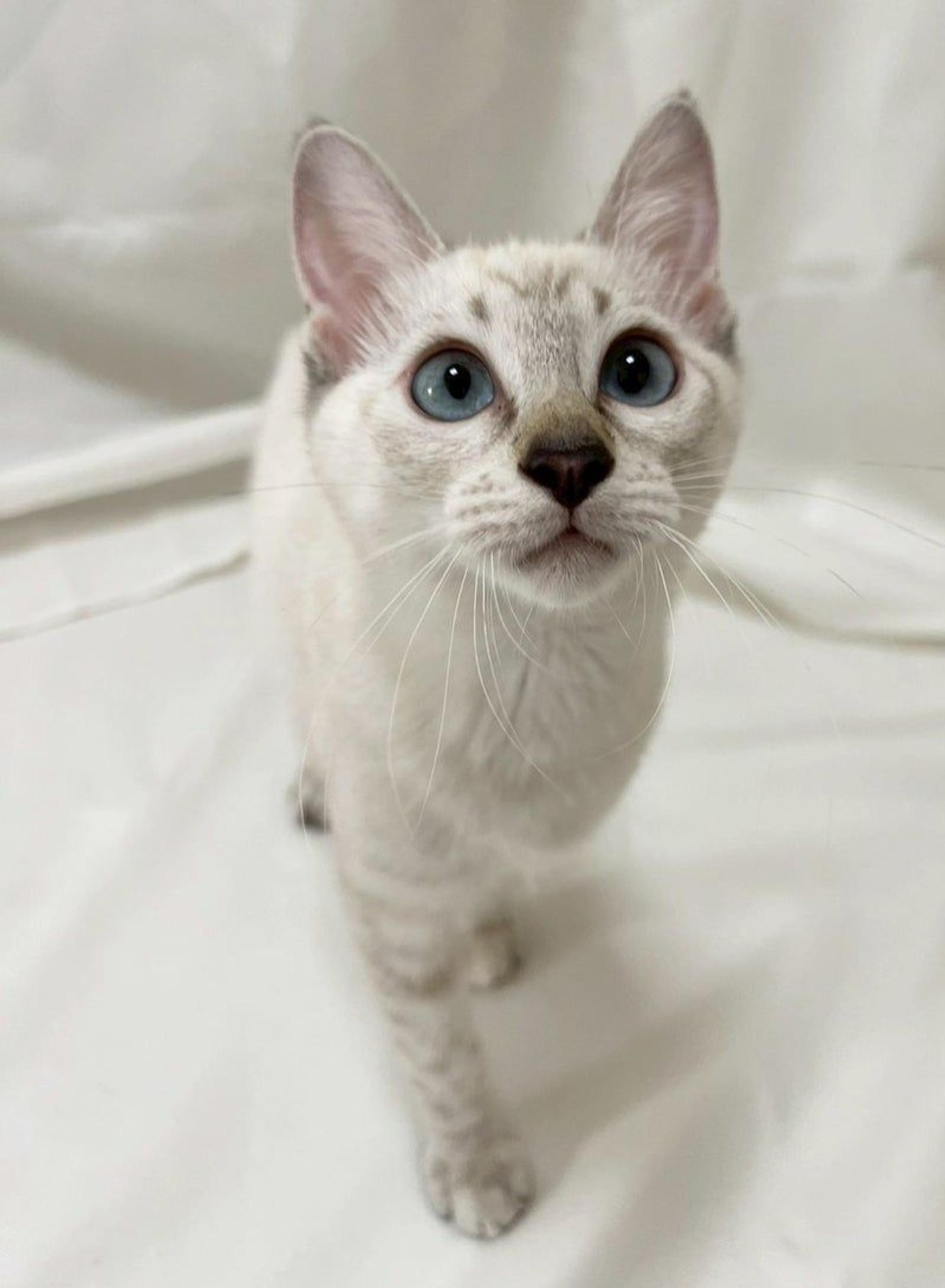 pet-image-3