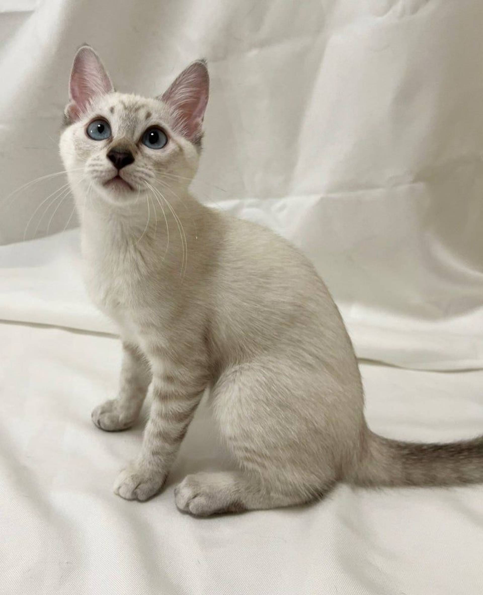 雑種（ミックス猫）・メスの里親募集の写真