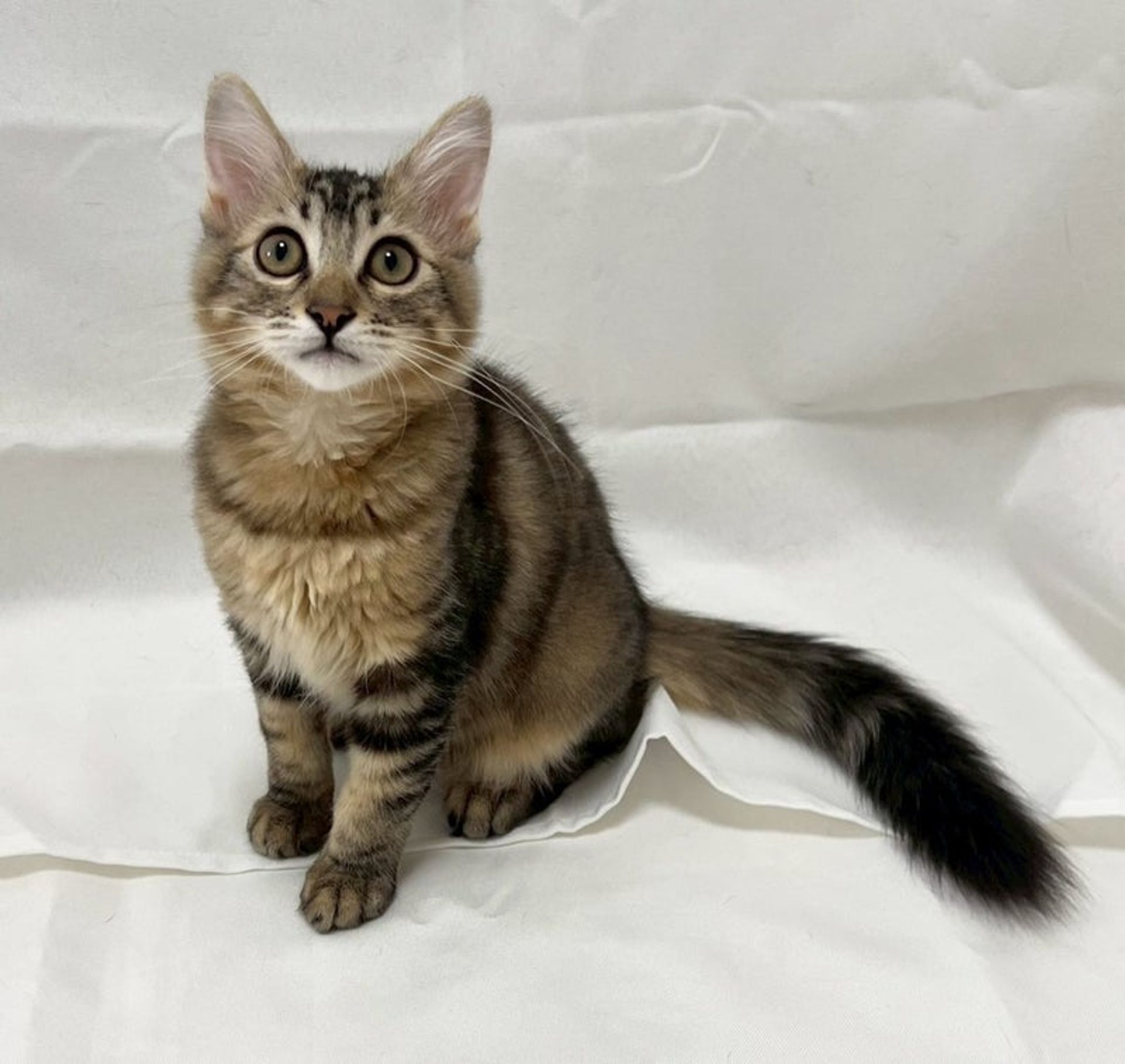 雑種（ミックス猫）・オスの里親募集の写真