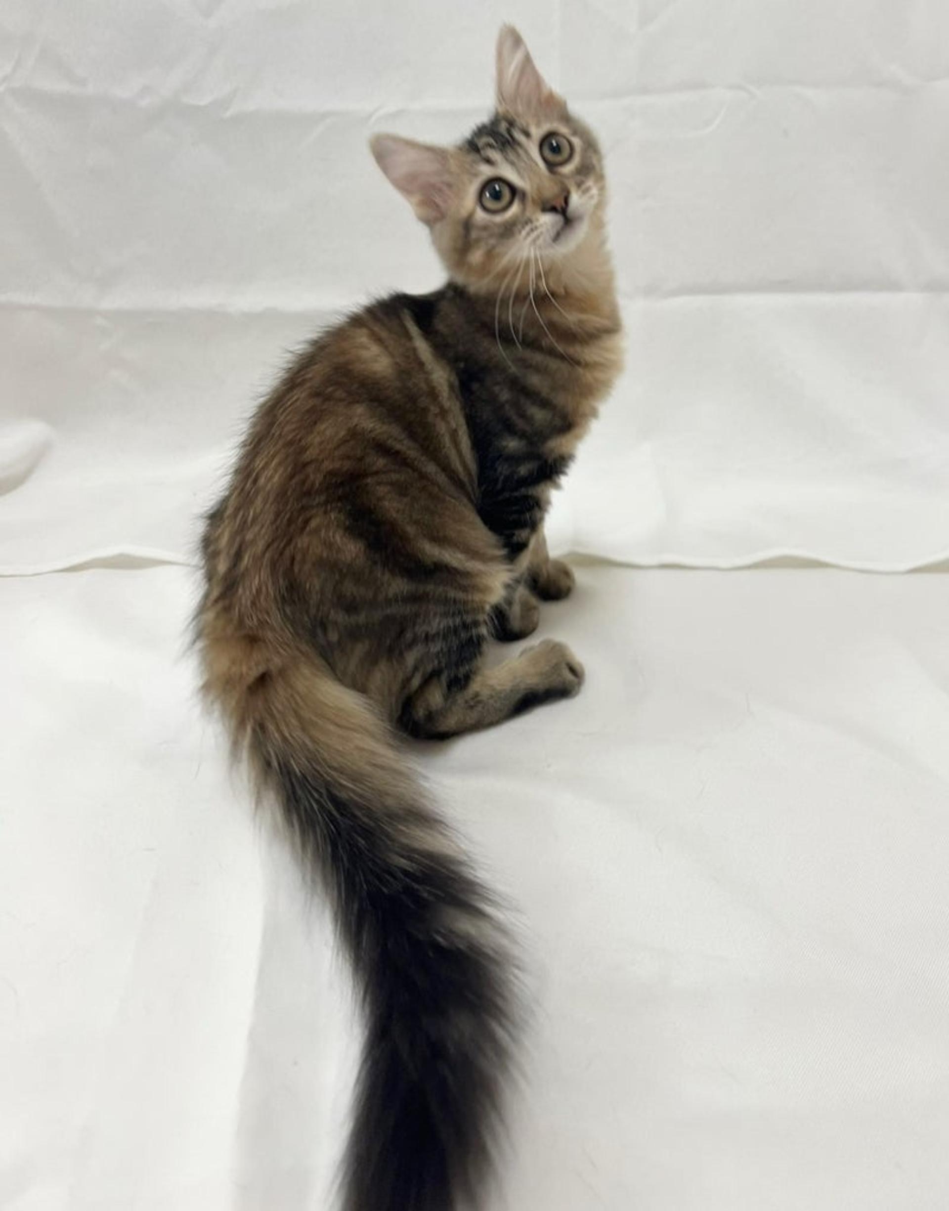 pet-image-4