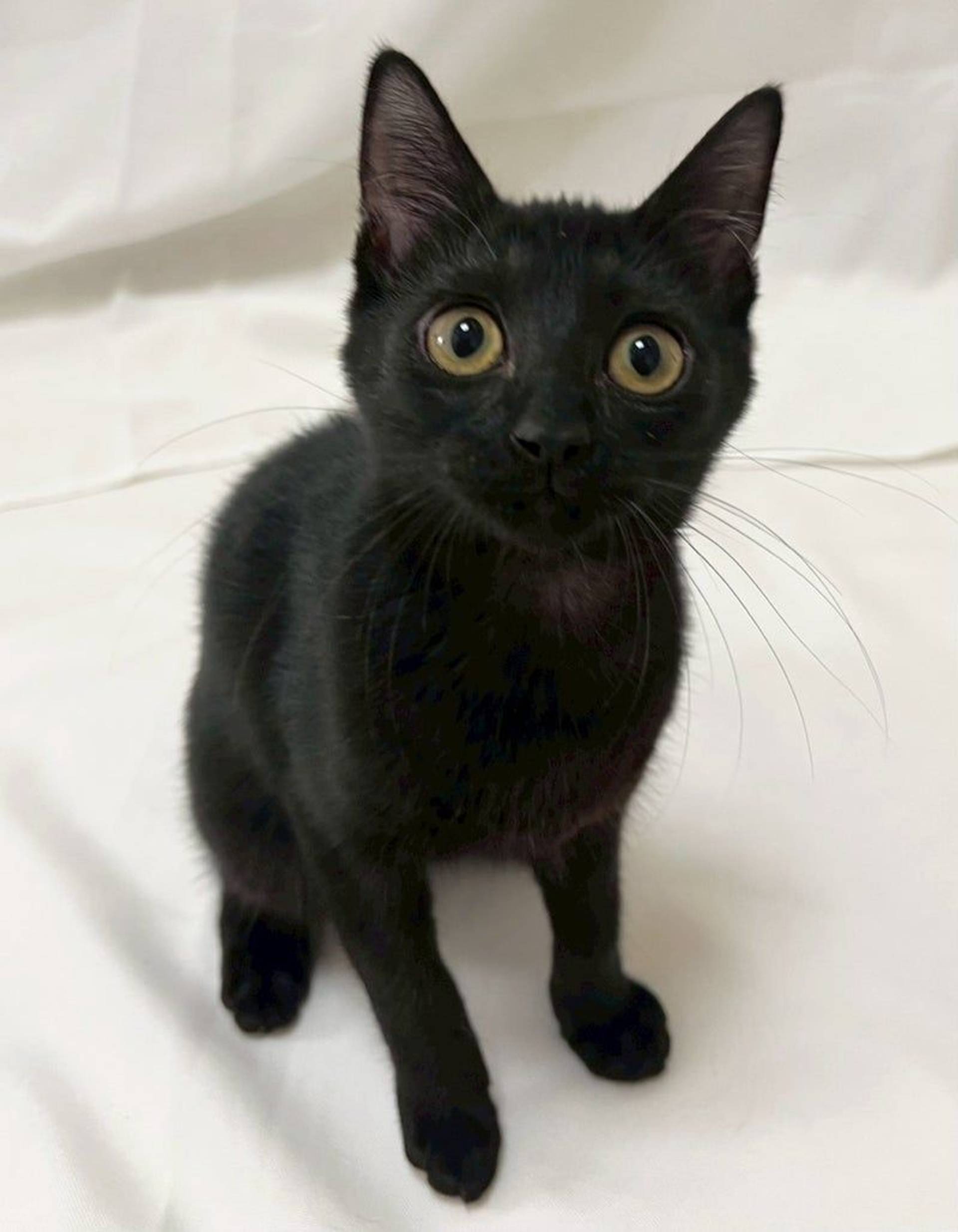 雑種（ミックス猫）・メスの里親募集の写真