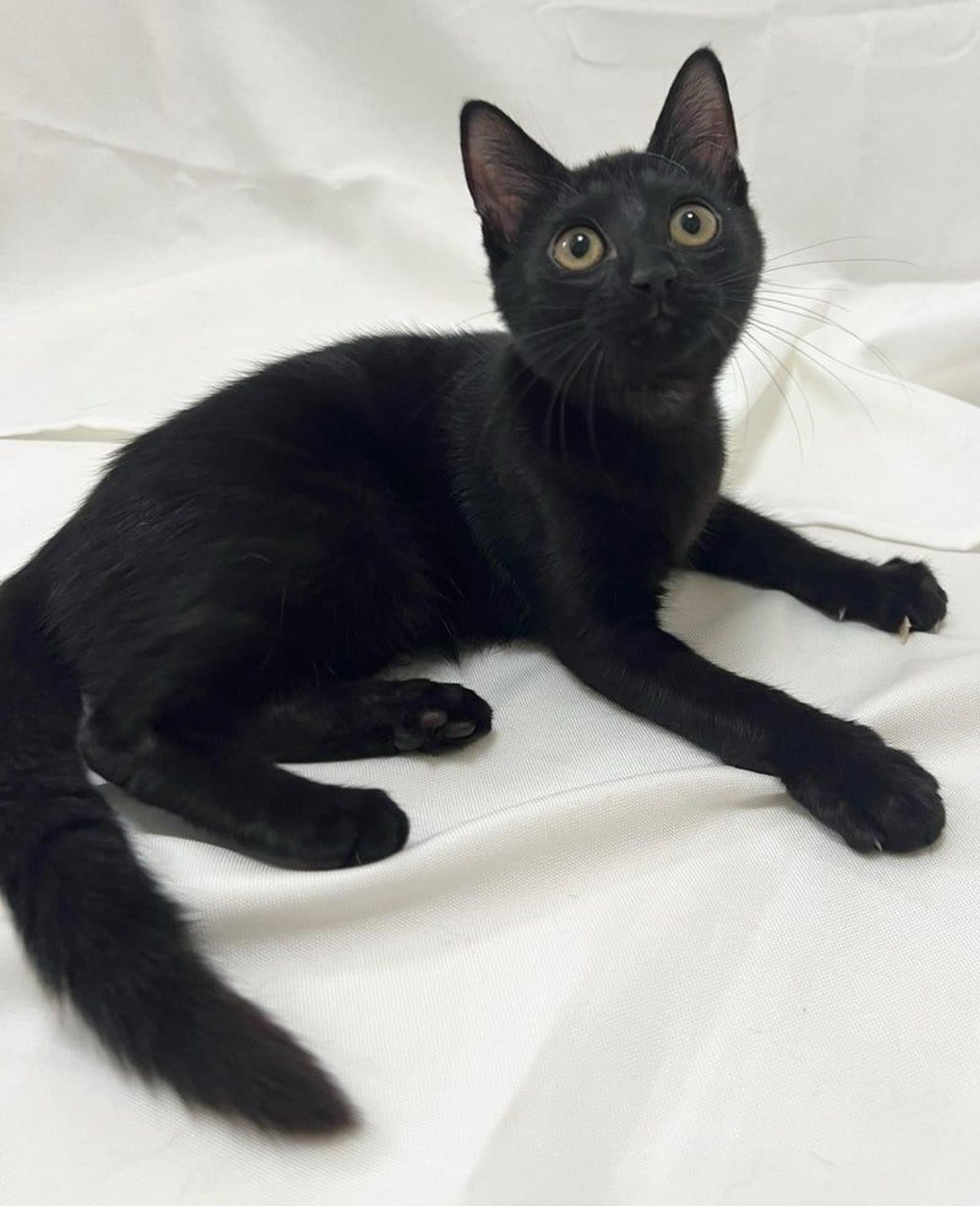 pet-image-3