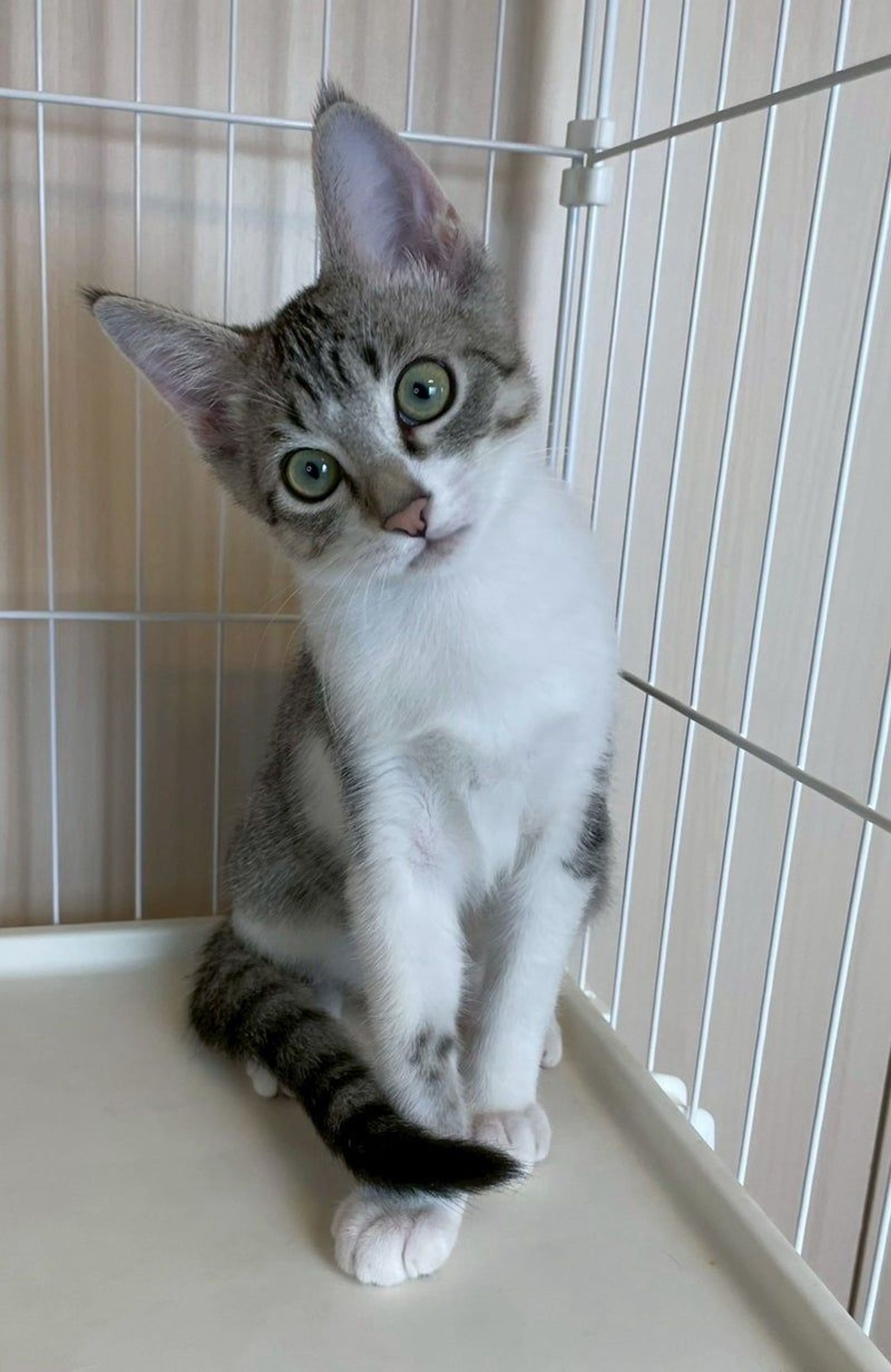 雑種（ミックス猫）・オスの里親募集の写真