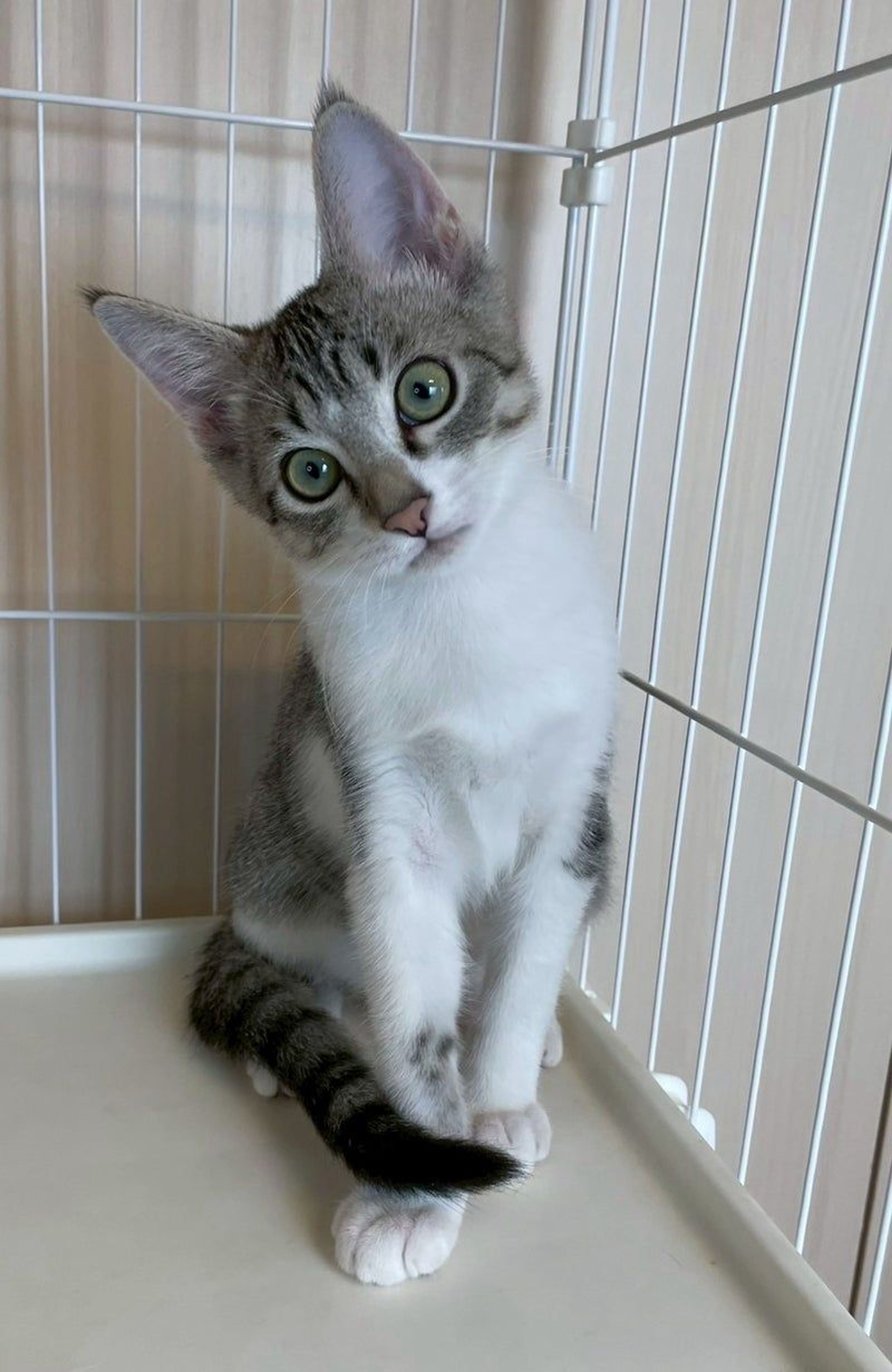 雑種（ミックス猫）・オスの里親募集の写真