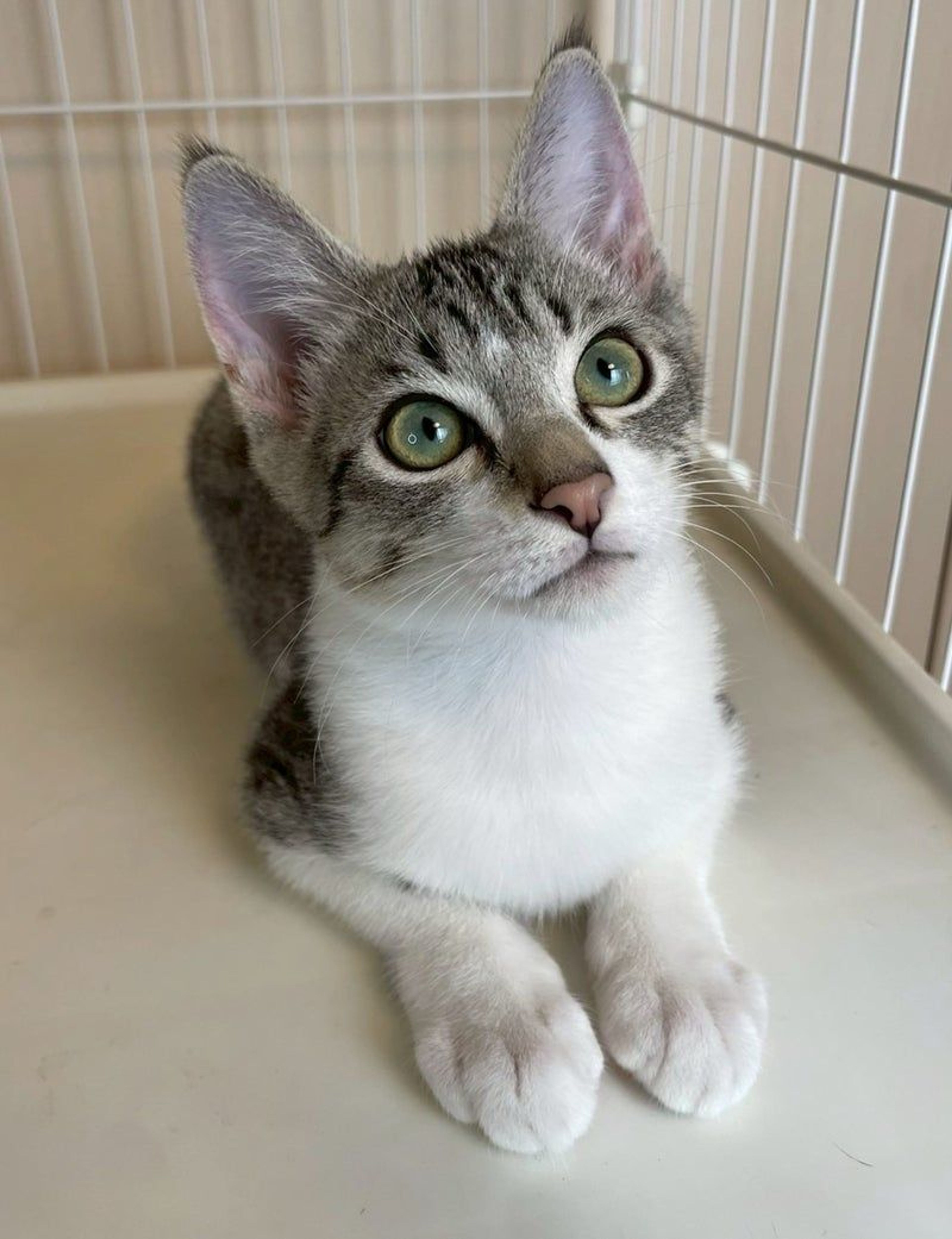 pet-image-2
