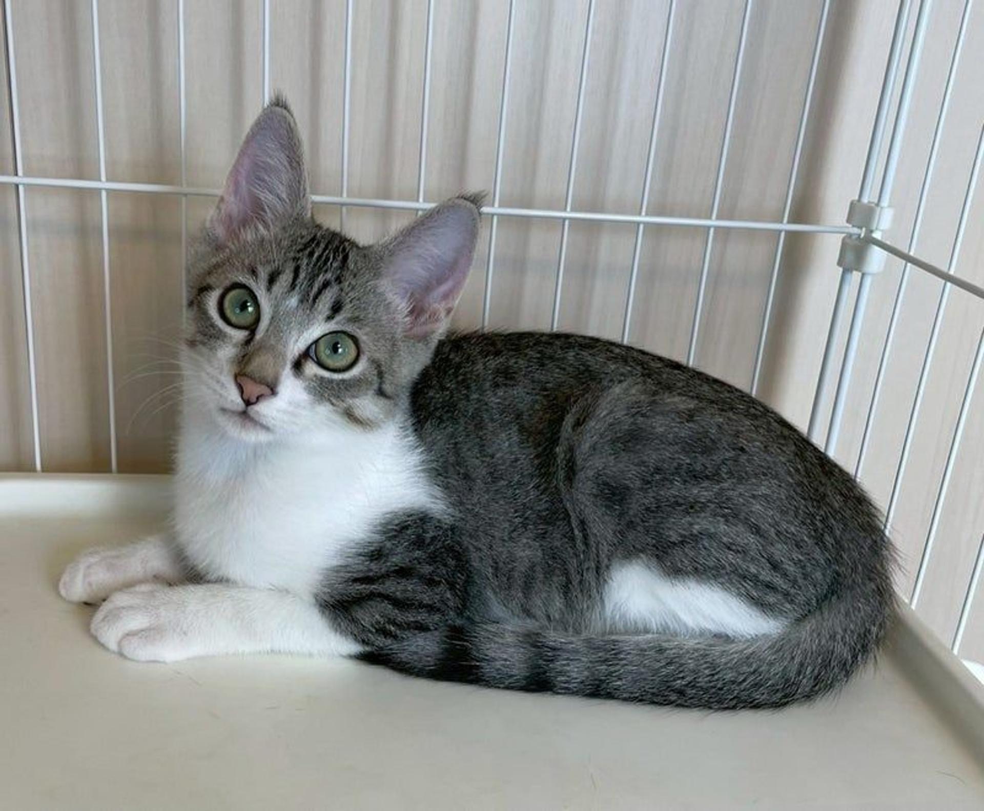 pet-image-3