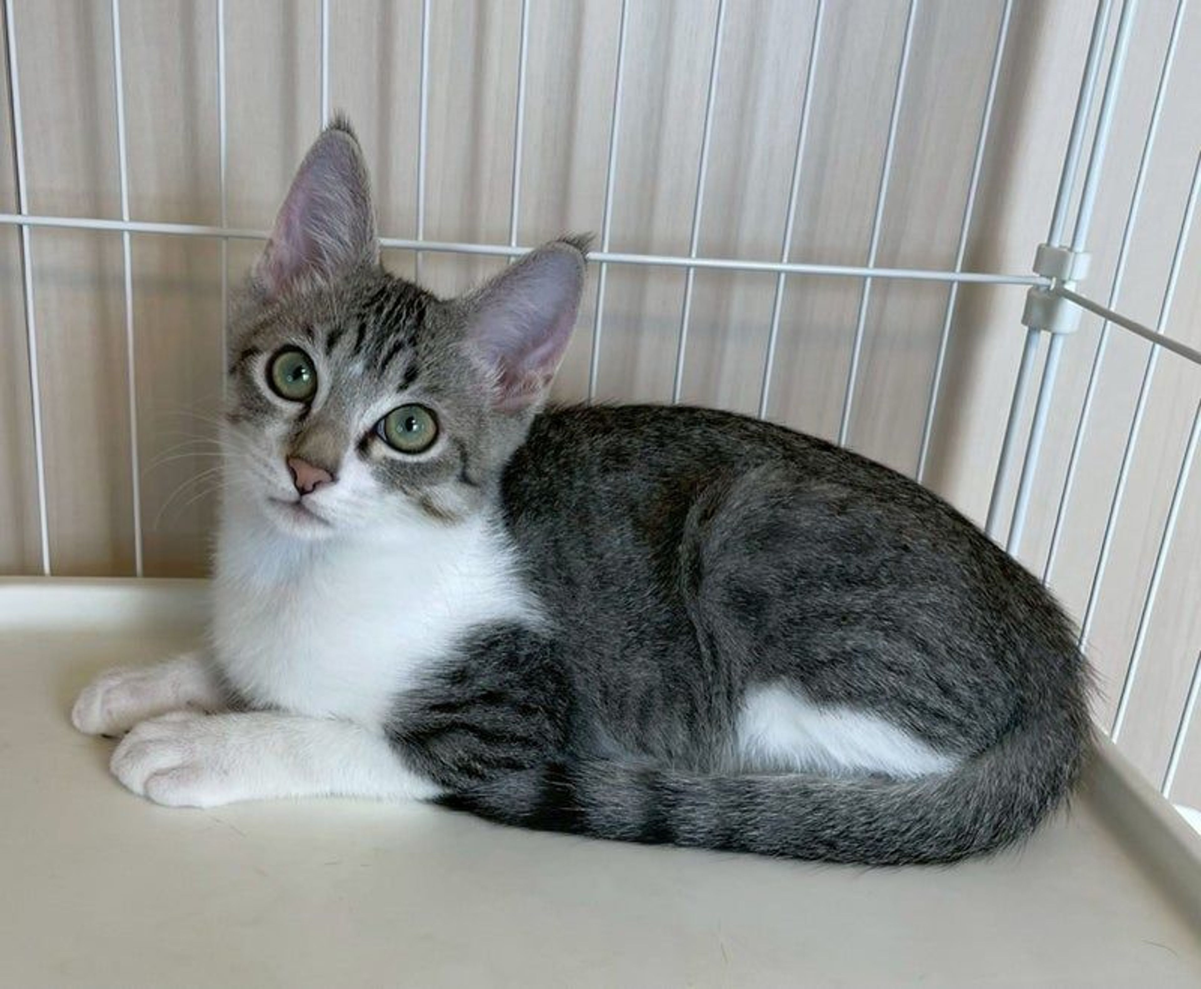 pet-image-3