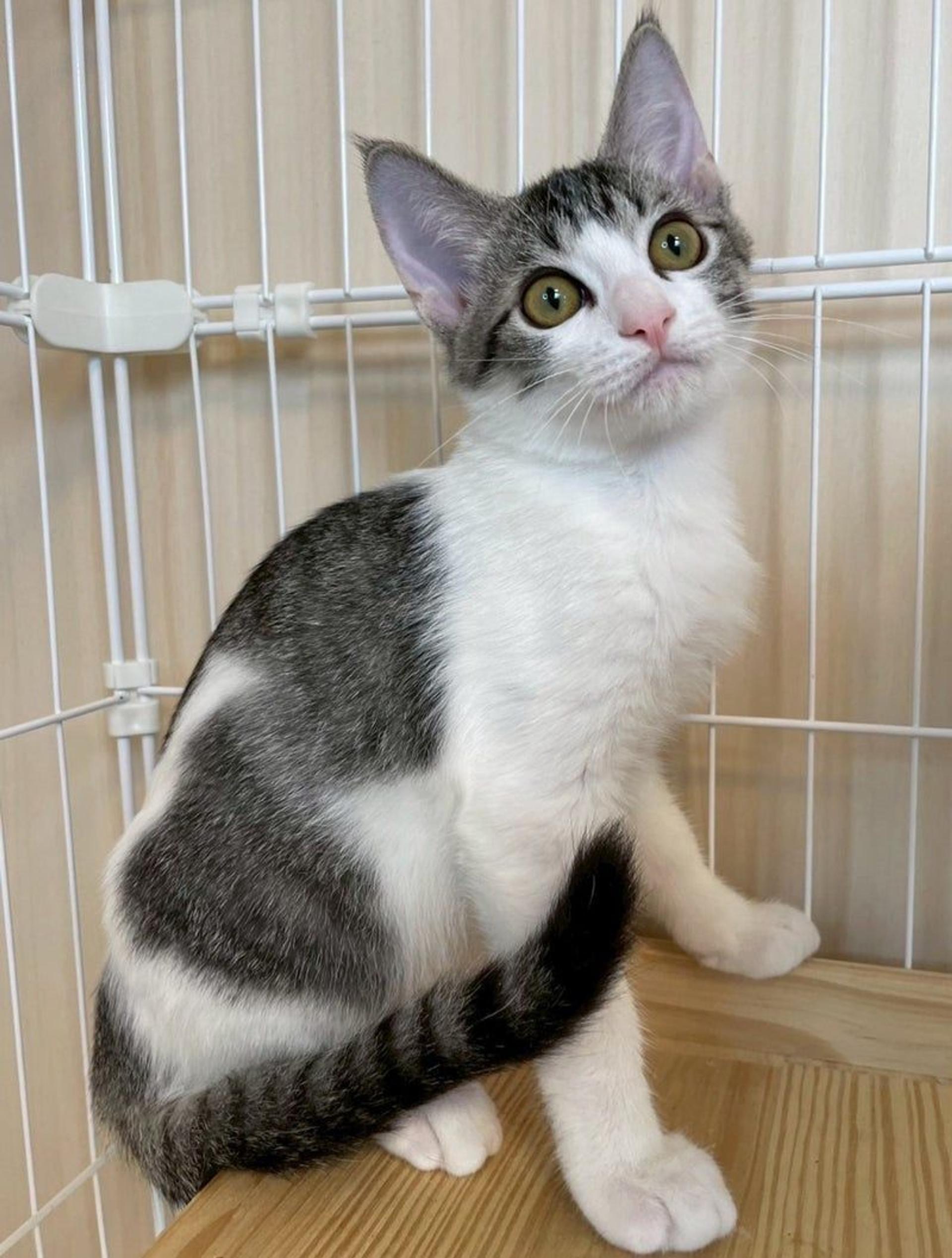 pet-image-3